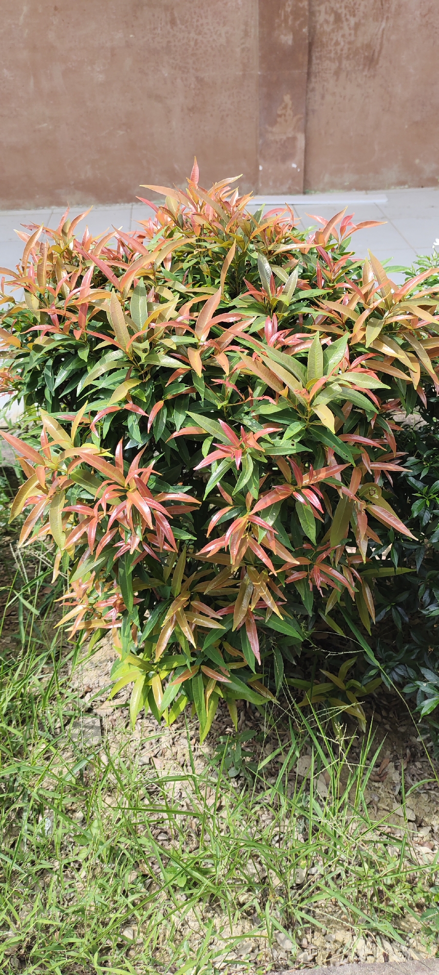 A close-up, eye-level, vertical shot captures a dense shrub with predominantly green leaves and reddish-brown new growth. The shrub is situated outdoors in an urban setting in Langnibong, Indonesia, in front of a textured, tan-colored wall. The ground beneath the shrub is covered in dry soil and sparse green grass.