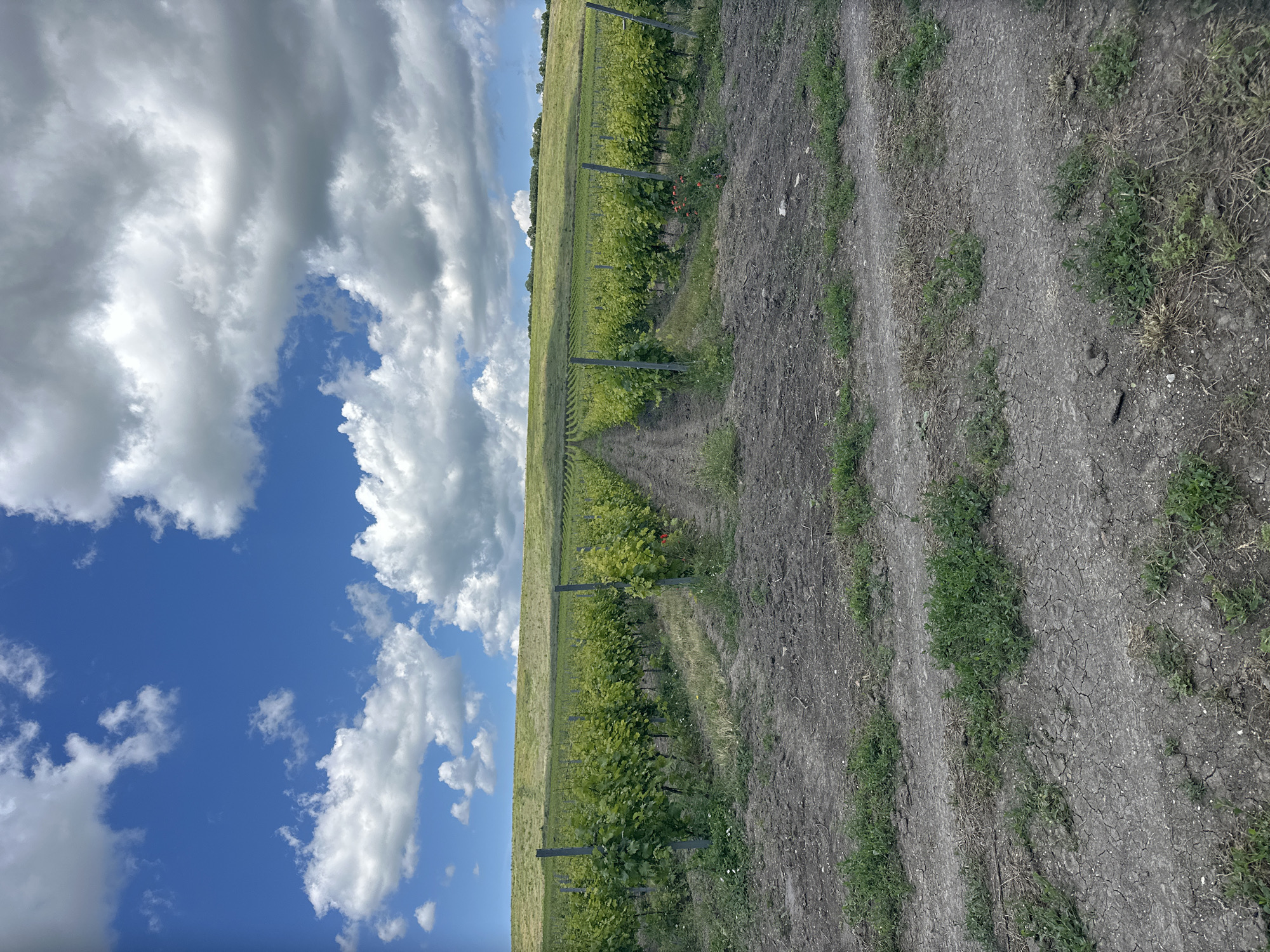 The image displays a vineyard on a sunny day under a bright blue sky with scattered white clouds. The vineyard rows are neatly arranged and extend into the distance, with young green vines supported by vertical posts. The ground in the foreground is dry and cracked earth with sparse patches of green grass. In the background, a gentle green hill slopes upwards, also cultivated with rows, possibly more vineyards or crops. The scene is one of agricultural landscape, likely in Natukhayevskaya, Russia, given the context. There are no people or animals visible in the image. The overall atmosphere is peaceful and rural.