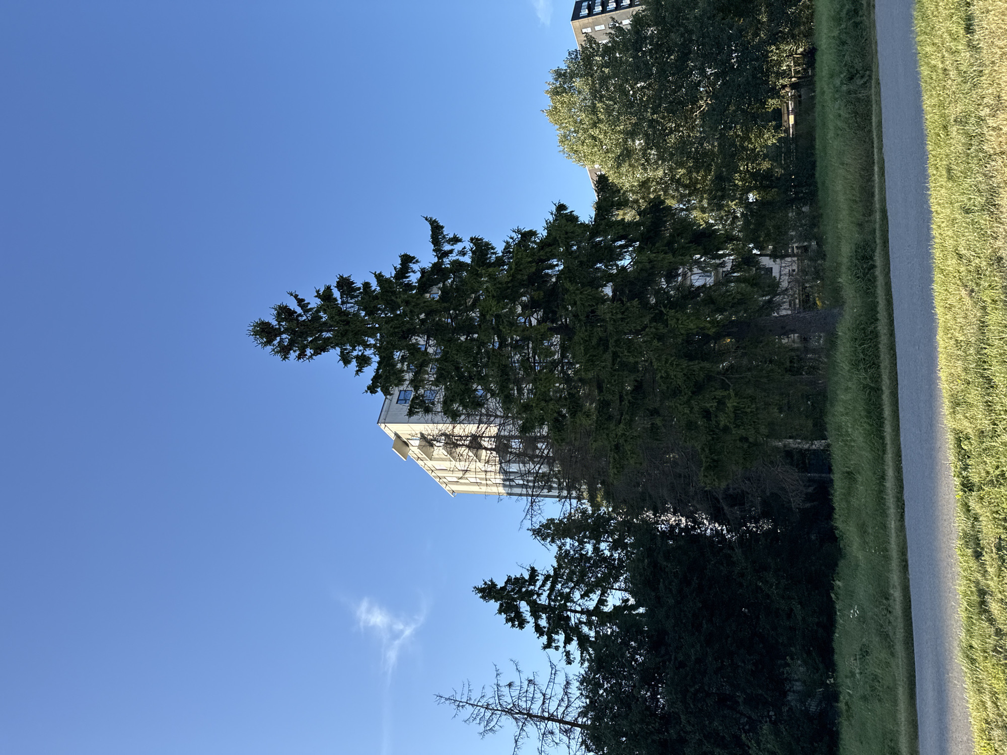 A tall, mature spruce tree dominates the foreground of this image, its dense green foliage contrasting with the clear, bright blue sky. To the left of the spruce, several other trees of varying heights and densities are visible, including some thinner, sparser trees with bare branches. Behind the trees, a tall, light-colored apartment building with multiple floors and windows is partially visible, its facade catching the sunlight. To the right of the spruce, another apartment building, this one darker in color and with a more modern architectural style, can be seen. The buildings appear to be located in a residential area, with a strip of green grass and a paved road in the foreground. The overall impression is that of an urban environment with a significant amount of mature vegetation. The scene is likely in Tallinn, Estonia, given the architectural style of the apartment buildings and the prevalence of spruce trees in the region. There are no people or animals visible in the image.