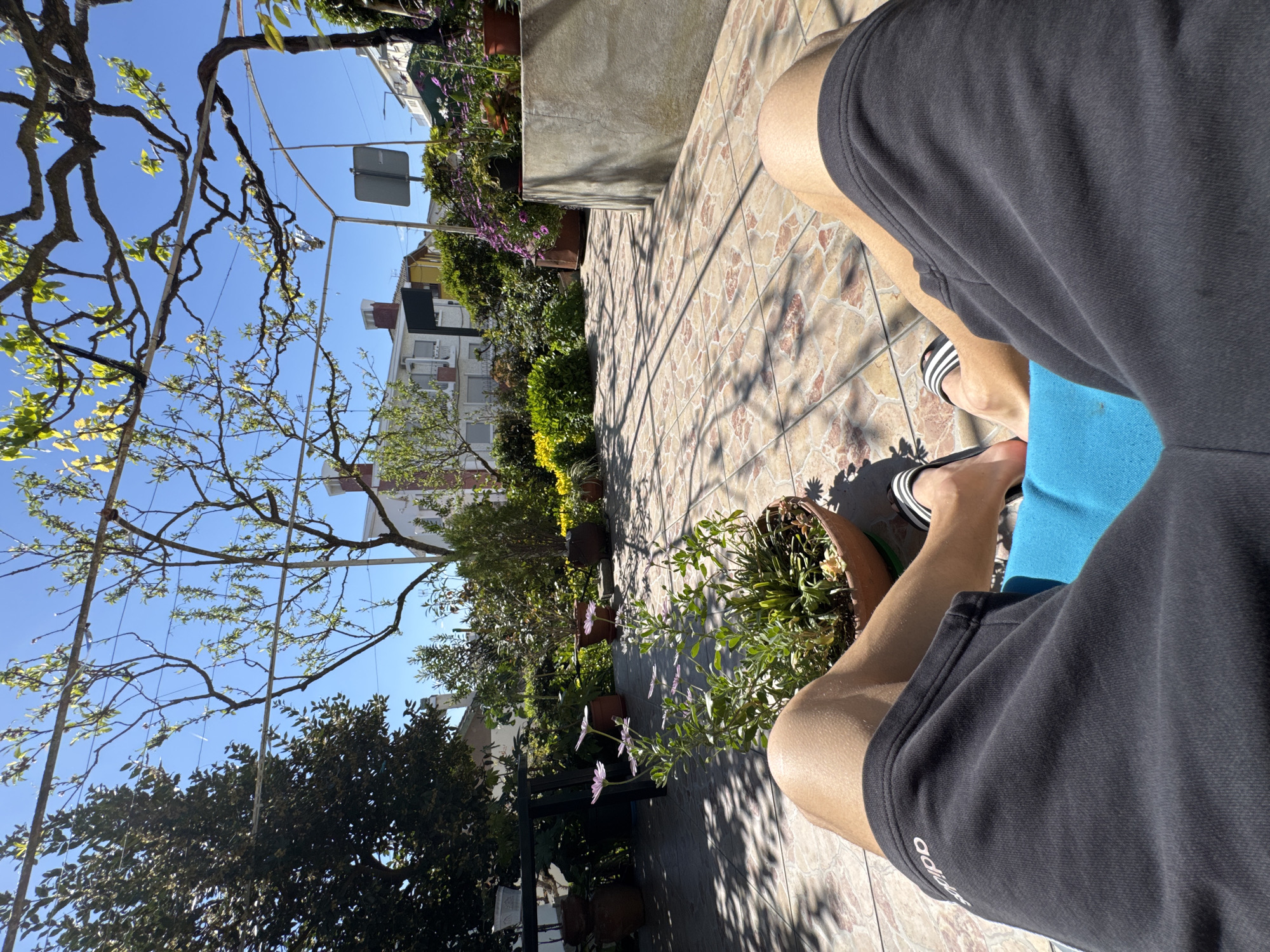 The image depicts a first-person view of an individual relaxing outdoors in Mirandela, Portugal, on a sunny day. The subject's legs, clad in black athletic shorts with an "Adidas" logo on the left thigh, are visible in the foreground, resting on a bright blue surface, possibly a cushion or chair. The bare feet wear black and white striped slide sandals. Directly in front of the legs, a terracotta pot holds a plant with green foliage and several light purple-pink daisy-like flowers.
The immediate environment is a tiled patio with light brown and reddish-brown patterned square tiles. Strong sunlight casts distinct shadows of overhead structures and foliage across the tiled surface. Beyond the patio is a garden area featuring diverse vegetation: a large, dark green leafy tree on the left, various green bushes, yellow flowering plants, and other potted plants with purple blooms. A metal framework, likely part of a pergola or trellis, supports a tree with nascent green leaves in the upper right.
In the background, under a clear blue sky, residential buildings are visible, including a prominent two-story white and grey structure with a red brick chimney. A metal pole with an obscured sign, possibly a street sign, is also present against the sky. Utility lines stretch across the frame.