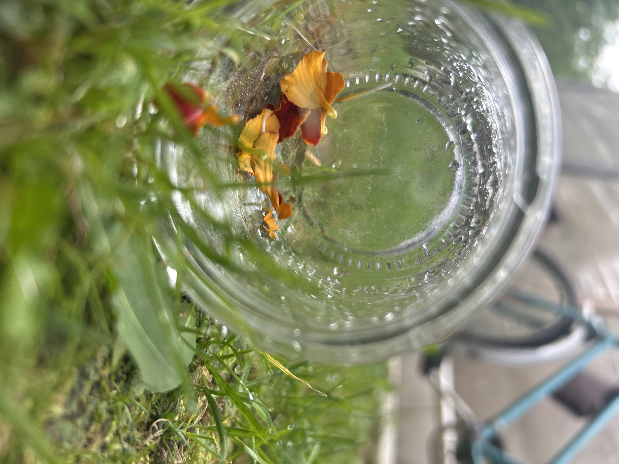An overturned glass jar lies on its side amidst green grass and moss, with several orange and red flower petals inside. The jar's exterior is covered in condensation droplets, and its ribbed base is visible. In the background, a teal bicycle with a basket is partially visible, suggesting an outdoor setting. The image has a shallow depth of field, with the foreground and the jar being the primary focus. The overall scene appears to be in a garden or park, with hints of a building in the far background. The location is stated to be in the city of Kalitsino, Russia.