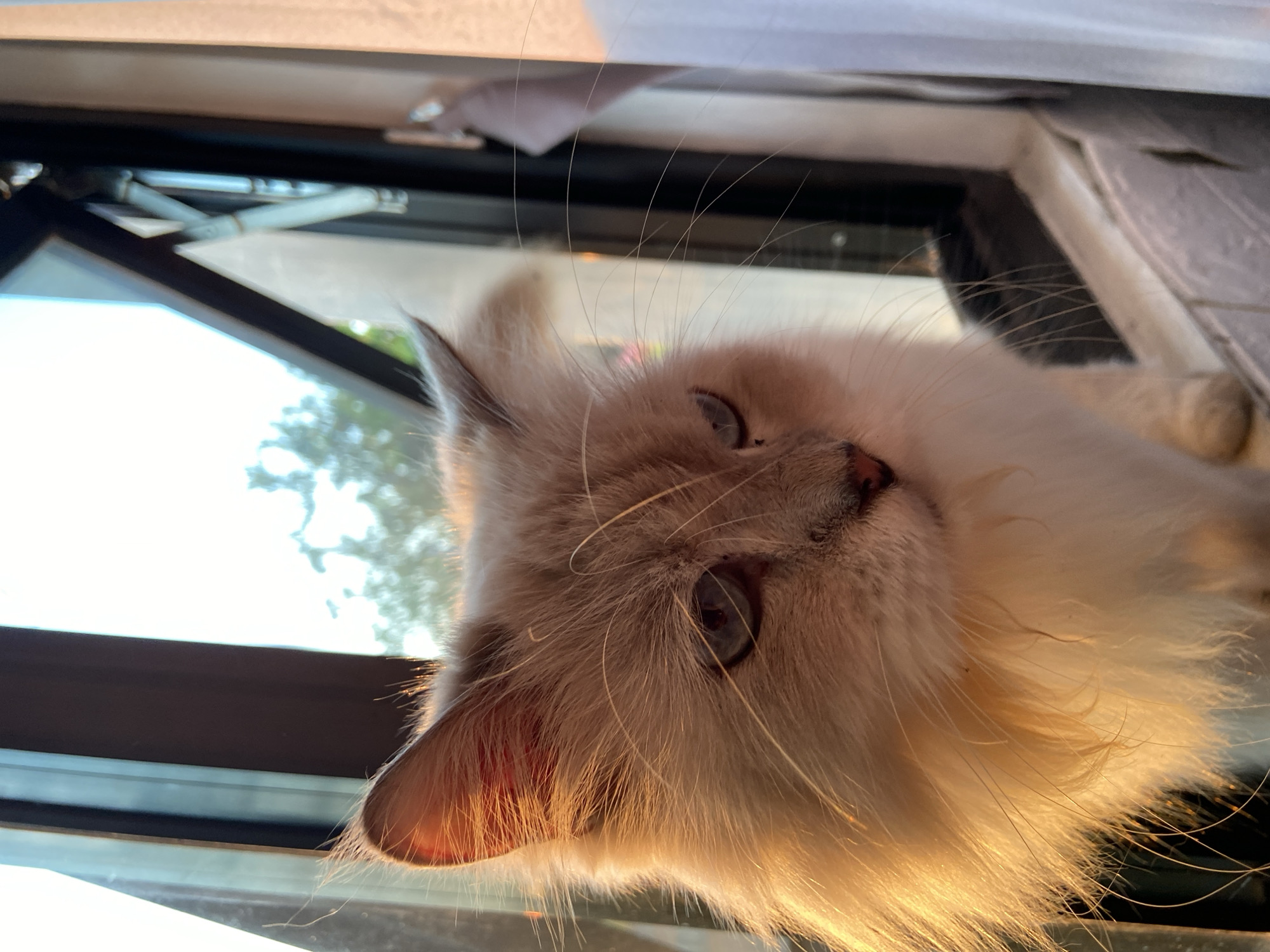This is a close-up, vertically oriented photograph of a light-colored cat with blue eyes. The cat's face is tilted towards the camera, and its fur is illuminated by warm, golden light, likely from the sun. The background is out of focus, but appears to be a window with some greenery visible outside. The lighting suggests it is either sunrise or sunset. The cat's expression is calm and curious. The image is cropped tightly on the cat's face, with its whiskers prominently visible. The fur is long and fluffy, characteristic of certain breeds. The location context provided is Margorejo, Indonesia.