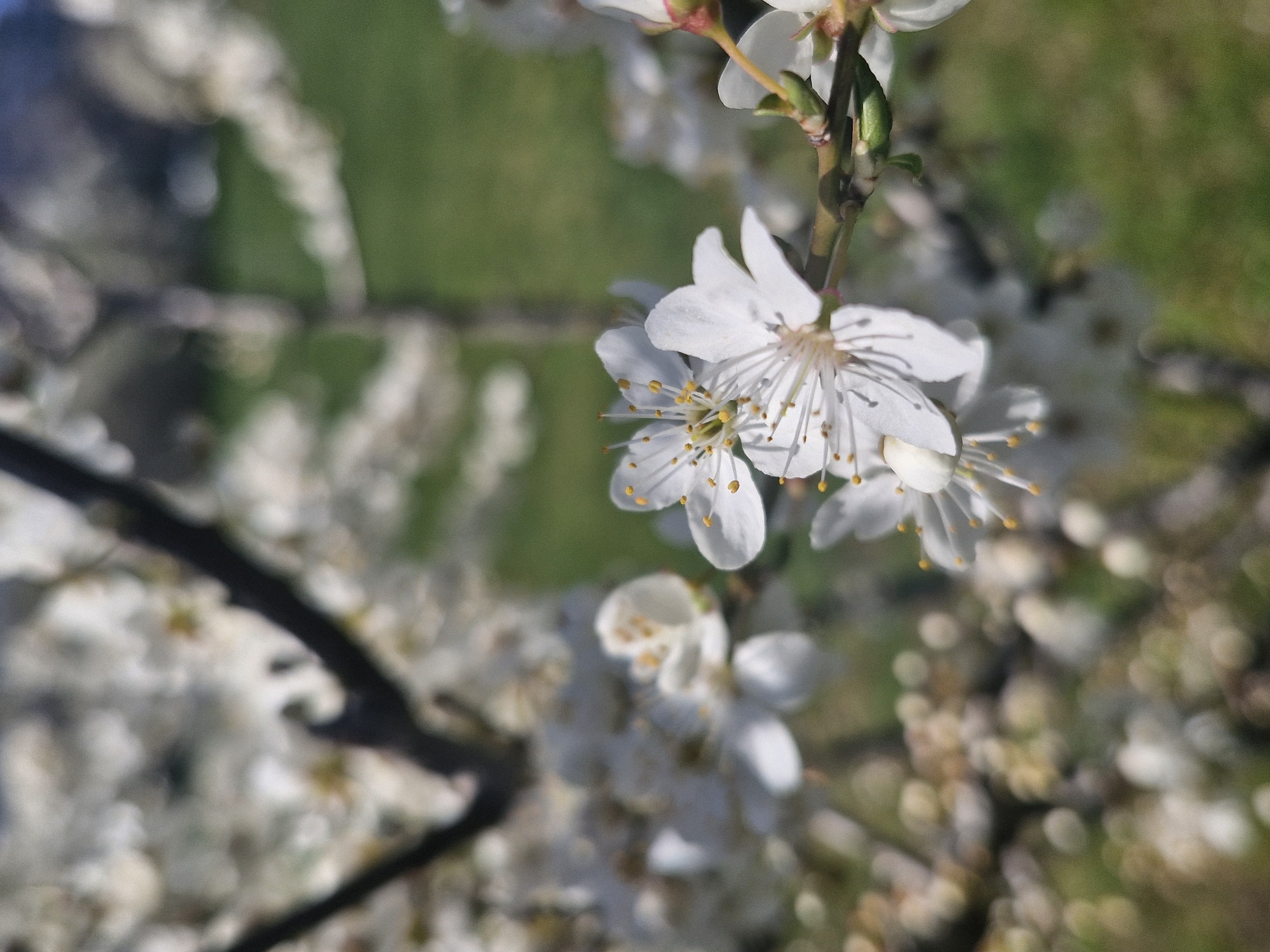 The image shows a close-up of blooming white flowers on a tree branch. The background is a blurred mix of green grass and more white blossoms. The flowers are in focus, displaying delicate petals and yellow stamens. It is springtime, with the tree in full bloom. The specific location in Sofia, Bulgaria, cannot be determined from the image alone.
