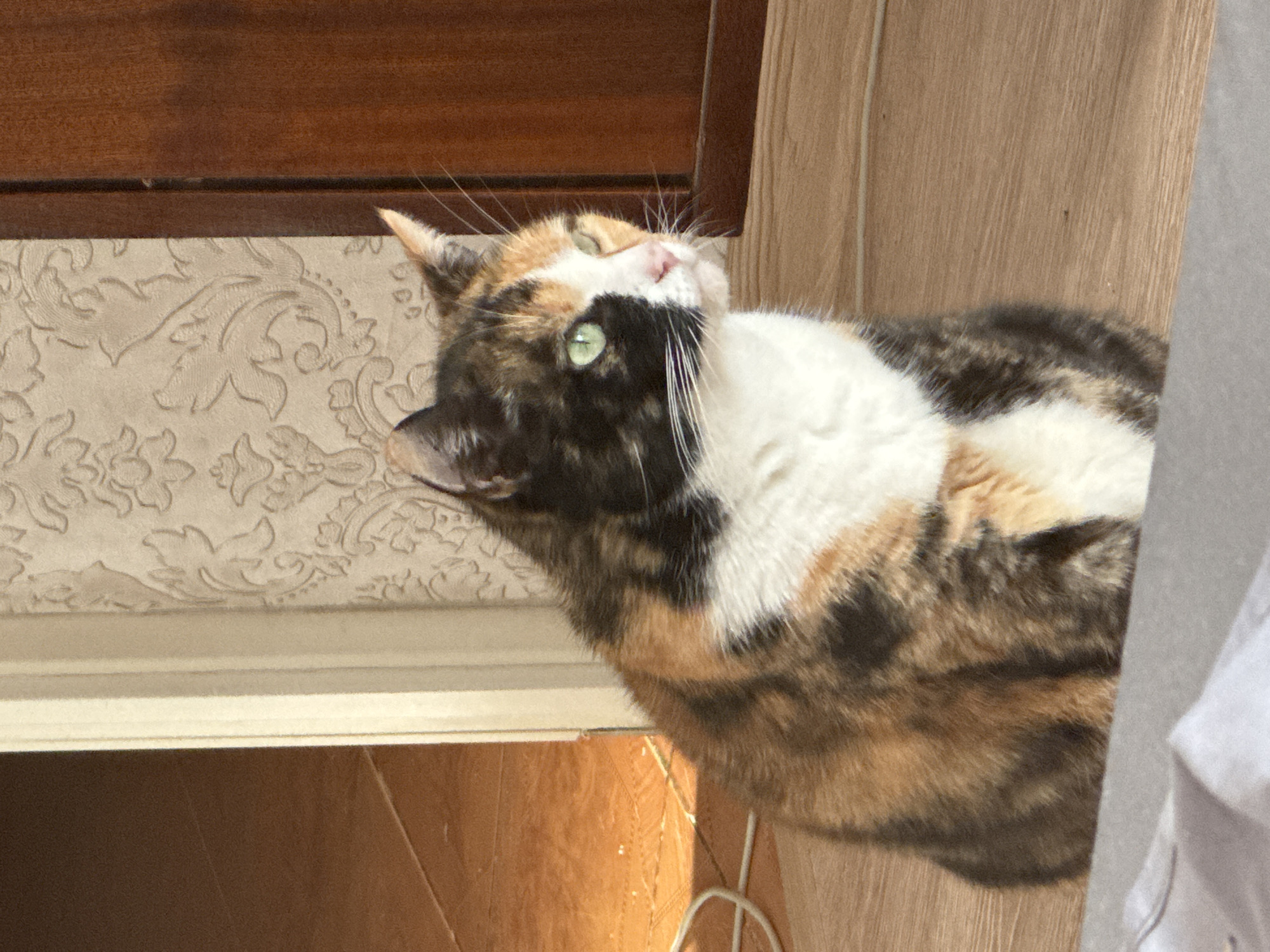 A close-up, slightly tilted shot captures a calico cat looking upwards with an alert and curious expression. The cat, positioned prominently in the center-right of the frame, displays a coat of distinct black, white, and orange/ginger patches. Its bright green eyes are wide open, focused on something above and to its left, while its pink nose and long white whiskers are clearly visible.
The background consists of various indoor elements. At the top of the frame, there is a dark brown wooden surface, possibly part of a window frame or furniture. Below this, on the left, is a light-colored wall adorned with an embossed floral or scrollwork pattern. To the right and bottom, lighter brown wooden surfaces are visible, suggesting another piece of furniture or a doorframe. A soft white fabric, likely a curtain, is partially visible along the far right edge of the image.
The scene is well-lit by bright natural light coming from the right, indicating it is daytime. This light creates highlights on the cat's fur and the wooden surfaces. The cat's attentive posture and upward gaze convey a sense of engagement with an unseen element. There is no visible text in the image. The overall setting appears to be a domestic indoor environment.
