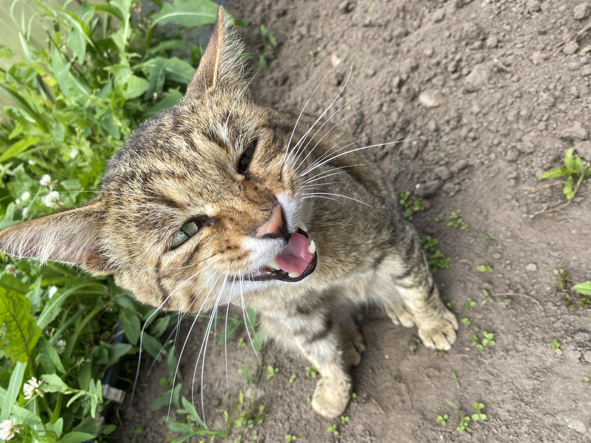 This is a high-angle, close-up shot of a tabby cat sitting on dry, cracked soil. The cat is facing the camera with its mouth open, revealing its pink tongue and sharp white teeth. Its eyes are partially closed, and its whiskers are fanned out. The cat's fur is a mix of brown, black, and grey stripes.
To the left of the cat, lush green foliage with small white flowers is visible, suggesting a garden or outdoor setting. The background is primarily the brown, dry earth, with scattered green sprouts. The lighting appears to be natural daylight, casting subtle shadows. The overall mood conveyed is one of casual observation, possibly capturing a moment of playfulness or a yawn from the cat. There is no visible text in the image. The setting, with its dry soil and green plants, combined with the natural light, suggests an outdoor environment, likely in a temperate climate during warmer months. The location context of Chaikovsky, Russia, indicates this scene is set in that region.