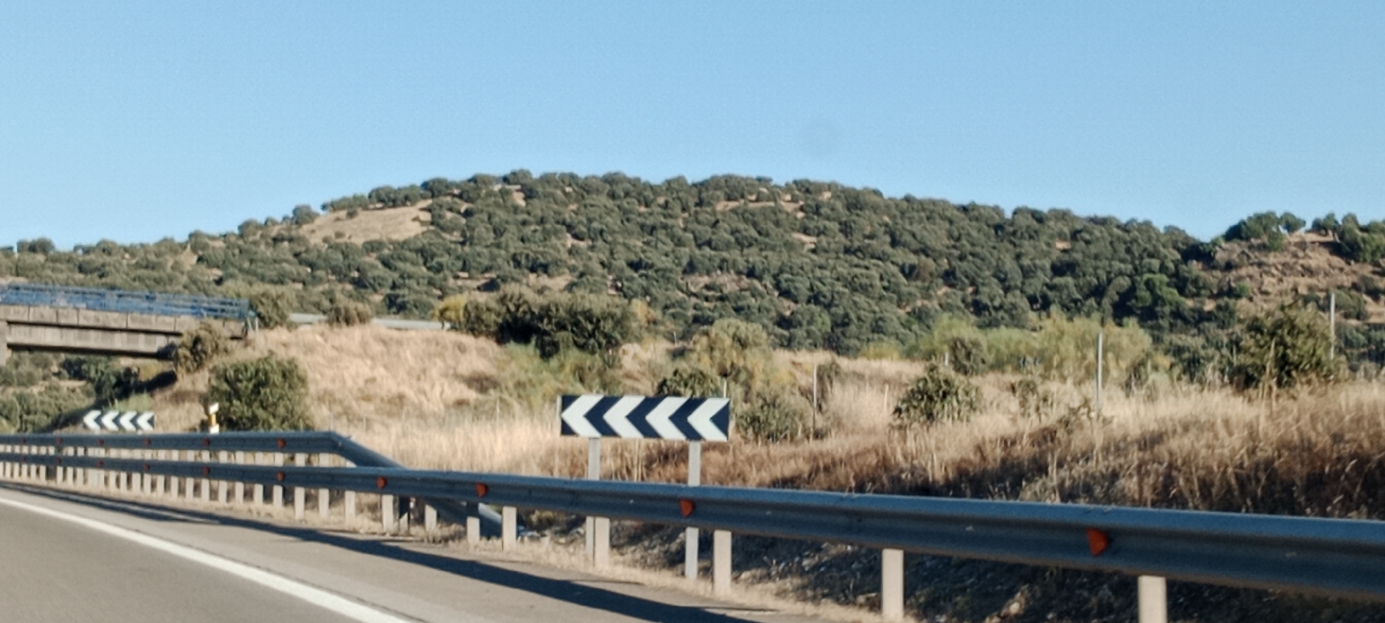 The image captures a roadside scene with a clear blue sky overhead. In the foreground, a gray metal guardrail lines the edge of a paved road, marked with a white line. To the left, a white and black chevron sign indicates a curve to the right. Beyond the guardrail, dry, golden grass and scattered green shrubs cover a gently sloping hill. Further up the hill, a dense, dark green forest blankets the landscape. A concrete bridge structure, with a blue railing, is visible on the left side of the image, partially obscured by the terrain and vegetation. The scene is devoid of any people or visible activity. This appears to be a natural landscape adjacent to a road, possibly on the outskirts of Pepino, Spain.