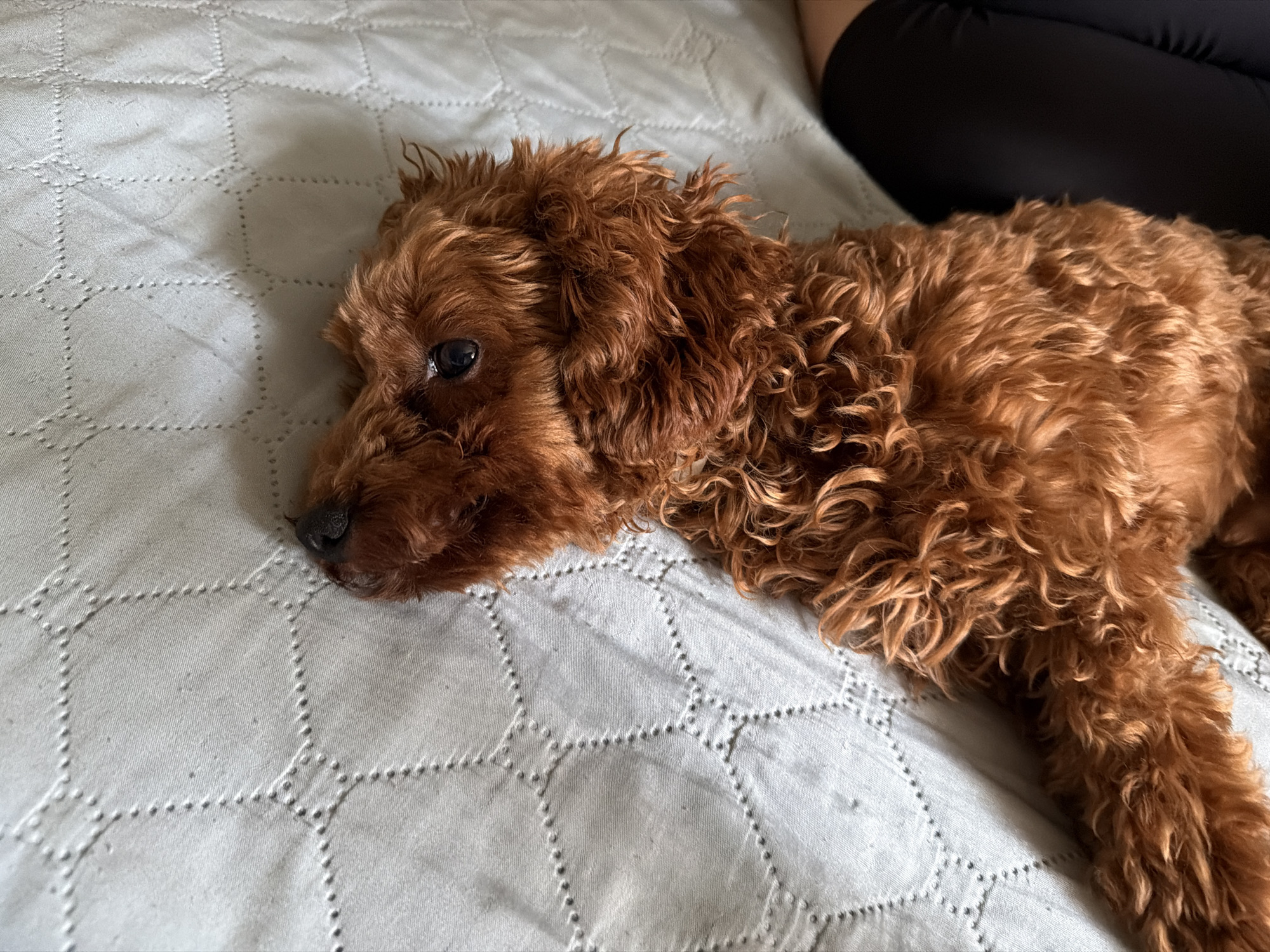 A top-down shot captures a red poodle lying on a light grey, quilted surface. The dog's head is tilted upwards and slightly to the left, with its dark eyes visible. The poodle's fur is curly and appears slightly damp. To the right of the dog, a portion of a person's black leggings is visible. The background is a textured, light grey fabric with a repeating hexagonal pattern created by stitching. The scene is indoors, on what appears to be a bed or couch. There is no visible indication of the city of Sofia, Bulgaria.