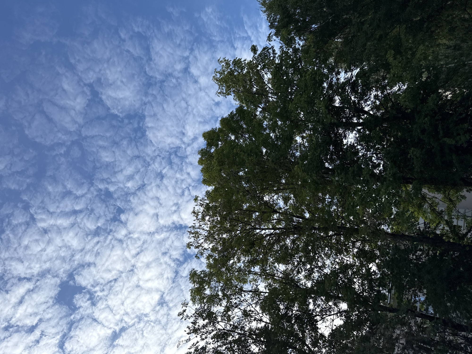 The image shows a low-angle view of trees against a blue sky with scattered white clouds. The trees are dense with green foliage and their branches are visible. The sky is a bright blue with a pattern of small, wispy clouds. The lower part of the image is dominated by the dark green of the trees, obscuring much of the background. Some structures, possibly buildings, are faintly visible through the leaves in the lower left and right portions of the frame, suggesting an urban or suburban setting.