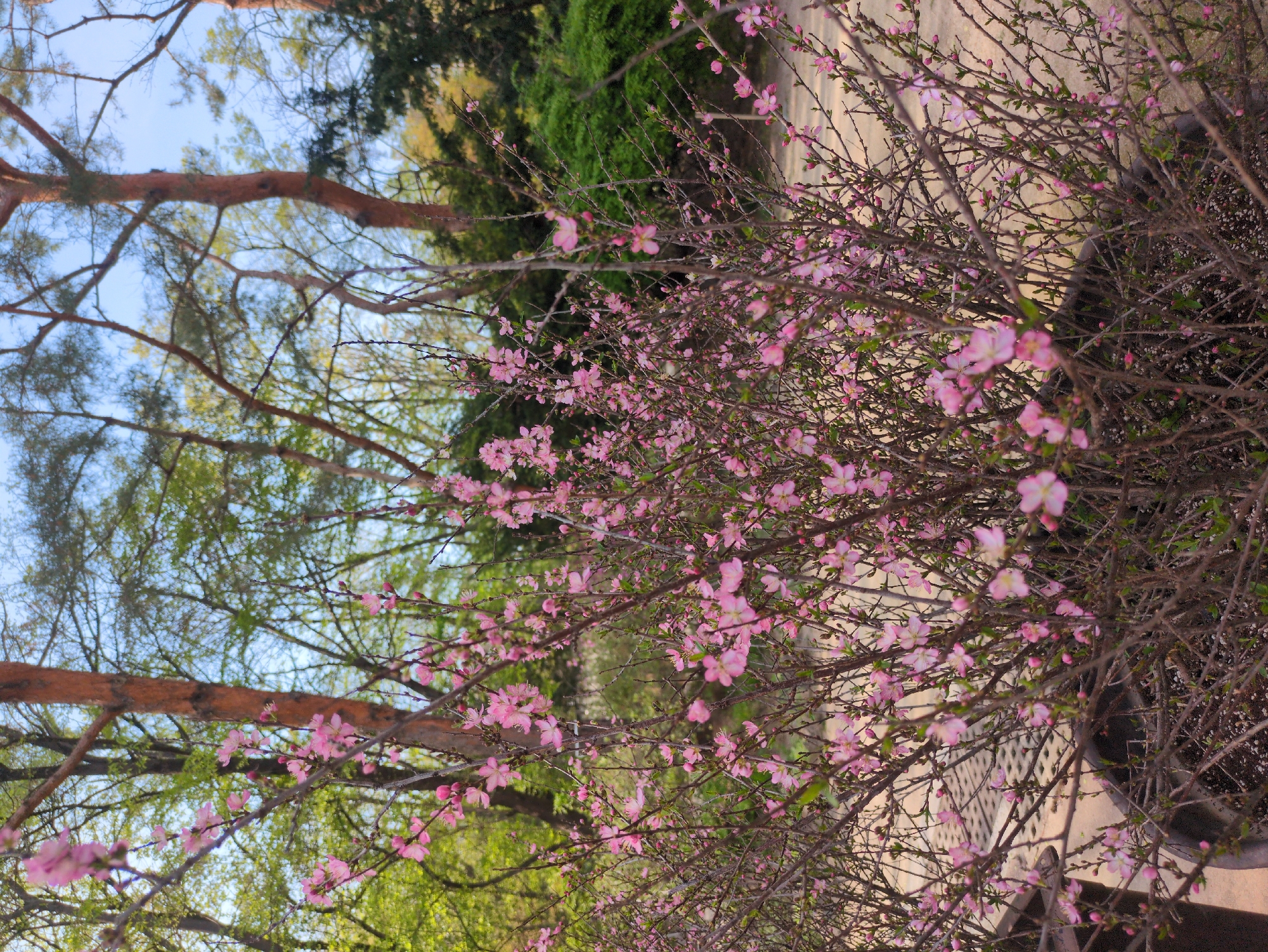 The image depicts a close-up view of a flowering shrub with delicate pink blossoms, possibly a type of cherry or plum tree, set against a backdrop of a garden or park. The branches are dense and tangled, creating a thicket of blooms. Beyond the shrub, trees with bare branches and emerging leaves can be seen, suggesting early spring. A glimpse of the sky is visible through the branches. The overall impression is one of natural beauty and the arrival of spring. Due to the presence of flowering shrub, and trees with bare branches with emerging leaves, it's possible that the location of this image is located in a park. The location is unconfirmed, the possibility of the location being Seoul, South Korea is unconfirmed.