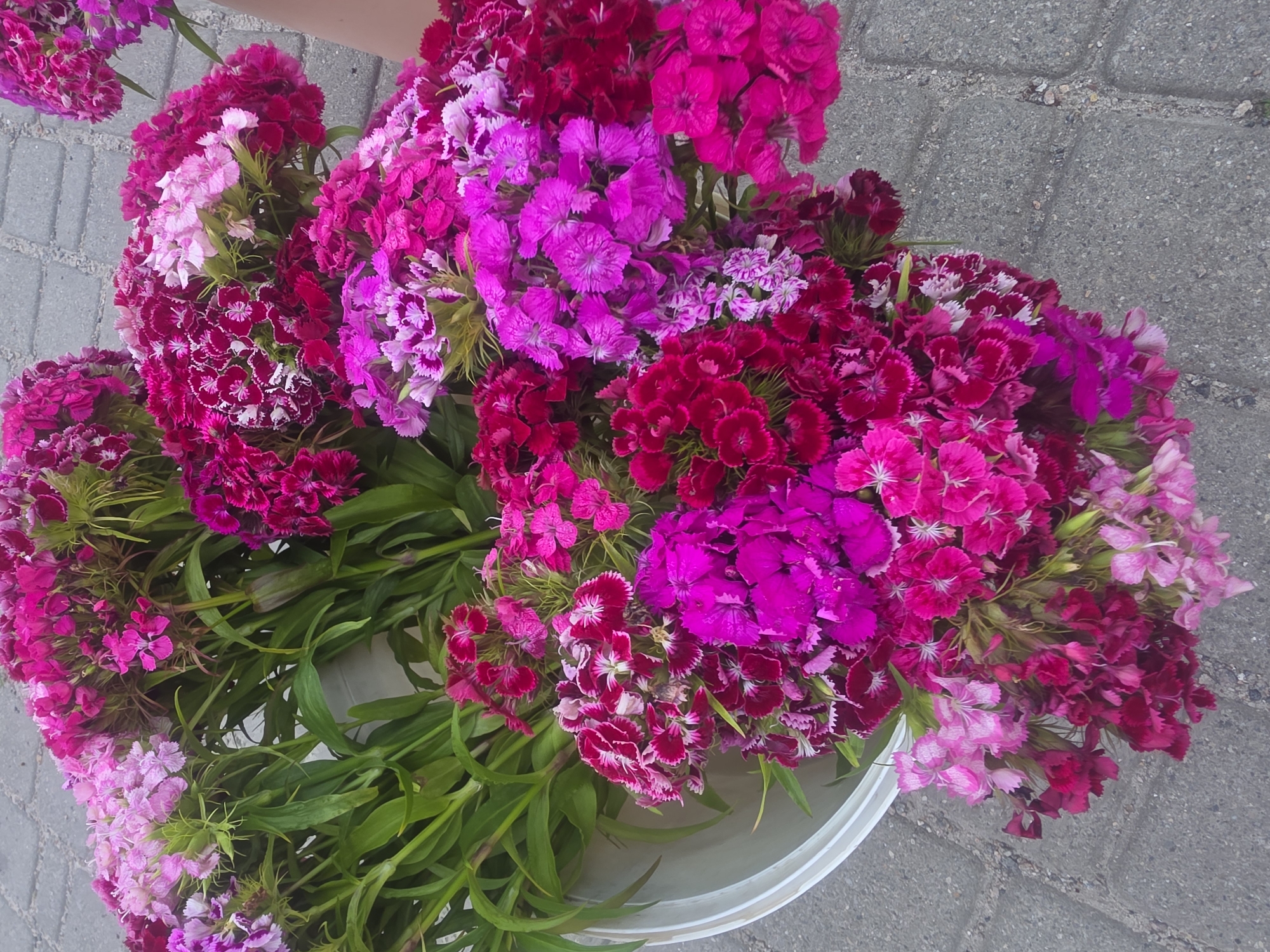 This media file shows a top-down view of a bucket filled with a large bouquet of bright pink and magenta flowers, likely Dianthus barbatus, commonly known as Sweet William. The flowers are tightly packed together, showcasing a variety of shades from deep fuchsia to lighter pinks, with many featuring fringed petals and contrasting white or lighter pink centers. Lush green foliage is visible amongst the blooms, trailing down from the bucket. The bucket itself appears to be a simple white plastic container.
The setting is outdoors, on a paved surface made of grey interlocking bricks or pavers. The texture of the paving stones is clearly visible, suggesting a sidewalk or courtyard. The lighting appears to be natural daylight, with no harsh shadows, indicating it could be mid-morning or afternoon. The overall impression is that of a vibrant, freshly cut bouquet, perhaps displayed for sale or as a decoration. There is no visible text in the image. No people are present in the frame, and the focus is solely on the floral arrangement and its immediate surroundings. The context provided suggests this scene is in Bila Tserkva, Ukraine.