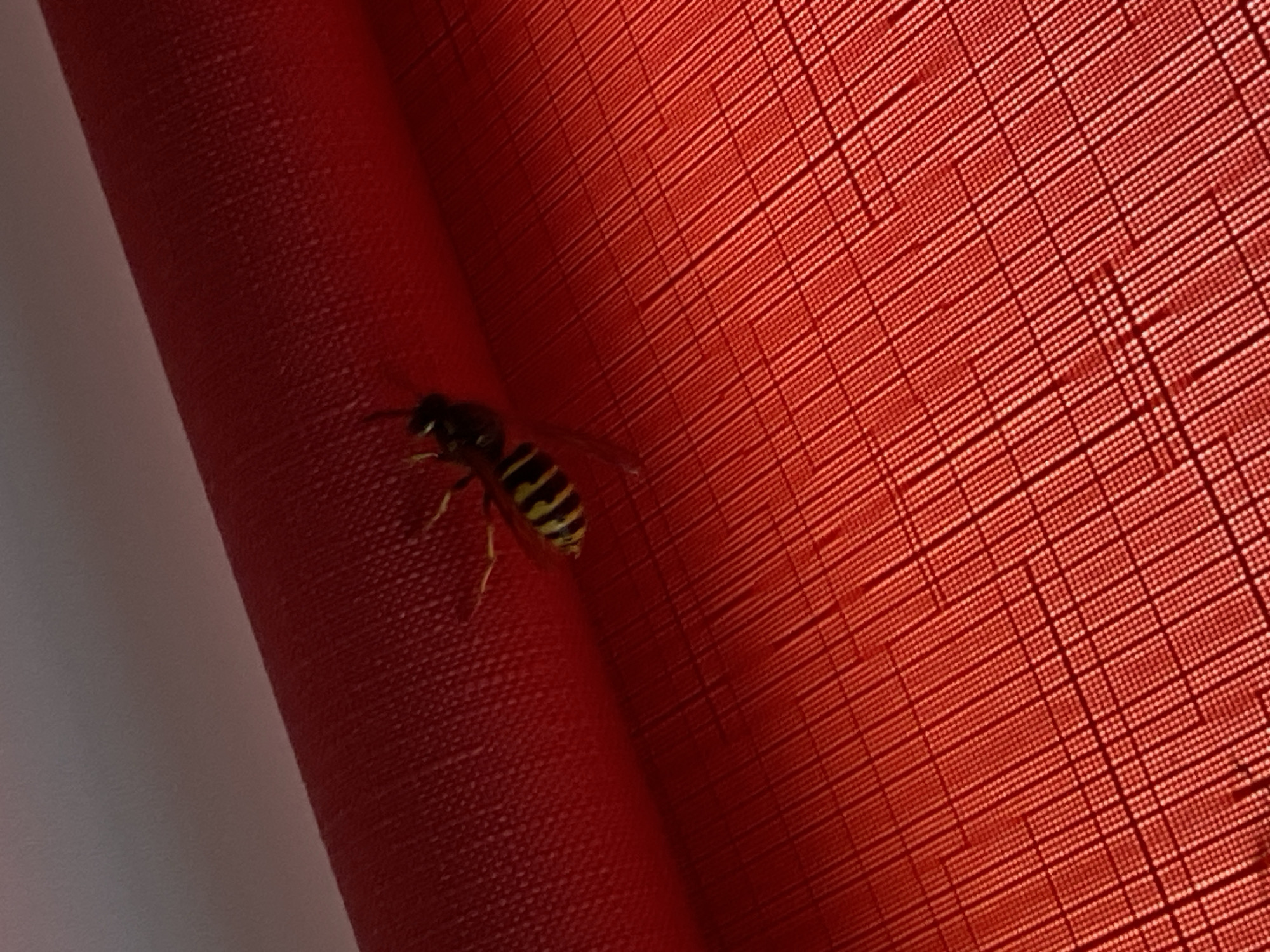 A wasp rests on red textured fabric. The fabric appears to be part of a curtain or wall hanging, and there is a white vertical element partially visible on the left side. The scene's location is Unknown, Unknown.