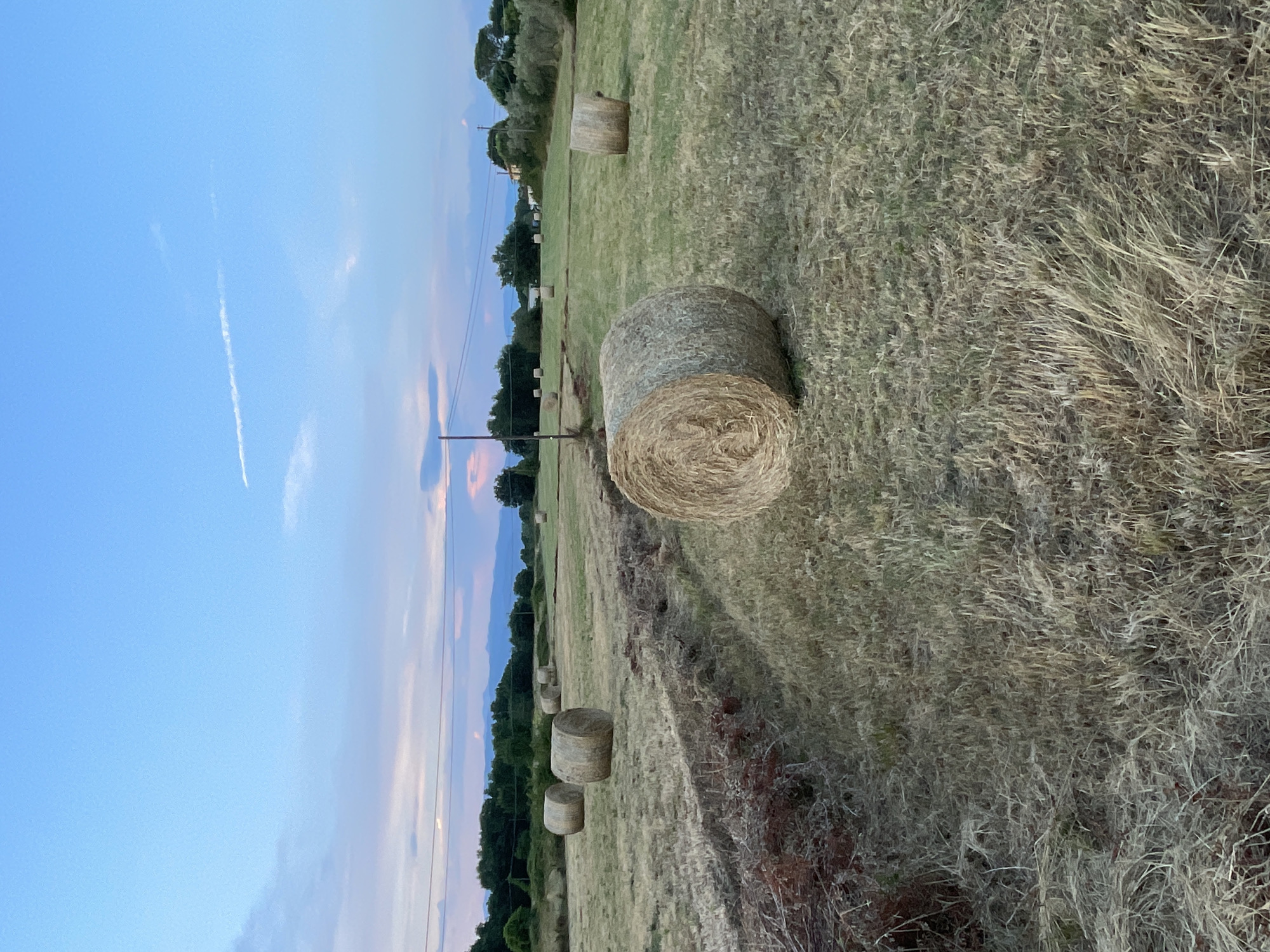 In Altopascio, Italy, a field is depicted with several large, round hay bales scattered across its surface. The field is covered in dry, golden grass, indicating it may have been recently harvested. The foreground features a shallow, dug-out trench with dark soil and some reddish debris. In the background, a line of trees and vegetation borders the field, with a few buildings visible amongst them. The sky above is a soft blue, transitioning into hues of pink and purple near the horizon, suggesting either sunrise or sunset. A thin, wispy cloud stretches across the sky. Utility poles and power lines are also present, crossing the landscape.
