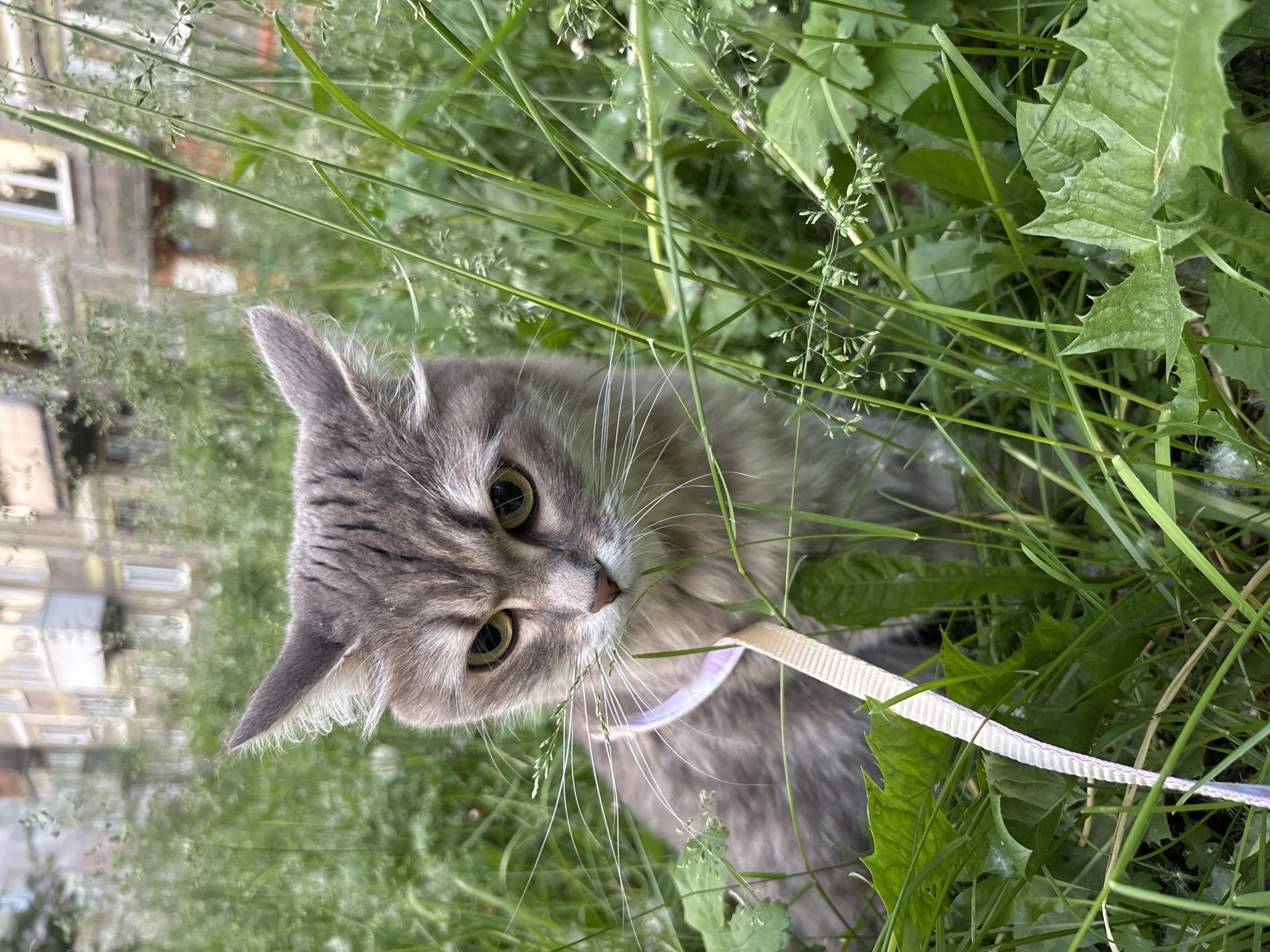 A gray tabby cat with yellow eyes sits in tall green grass, wearing a light-colored harness and leash. The cat is looking down and to its left. In the background, out of focus, is a multistory building with visible windows and balconies, suggesting an urban environment. The overall impression is of a domestic cat in a green, overgrown area, likely a park or yard, in the city of Novokuznetsk, Russia.