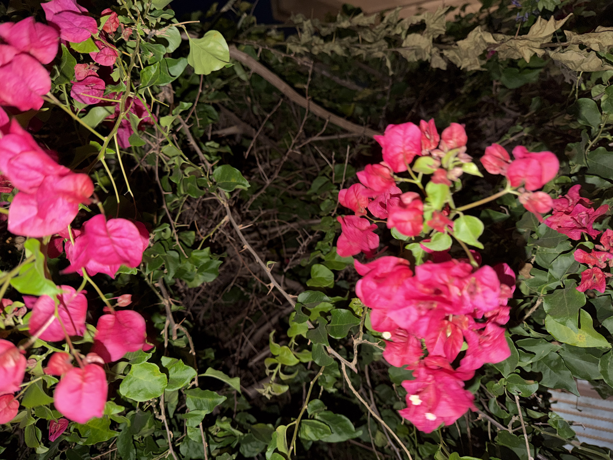 This is a close-up, vertical, eye-level, outdoor shot of bright pink bougainvillea flowers and green leaves on a dark background, likely at night given the lighting. The flowers are in clusters, with some appearing more in focus than others. The leaves are lush and varied in size and shade of green. Thorny branches of the bougainvillea plant are visible, intertwined with the leaves and flowers. In the lower left, a section of a corrugated metal fence is partially visible. To the right, dried, brown leaves hang on the plant, contrasting with the vibrant pink of the blooms. The overall impression is one of a densely vegetated plant, with a focus on the colorful bracts of the bougainvillea. The location is unknown.