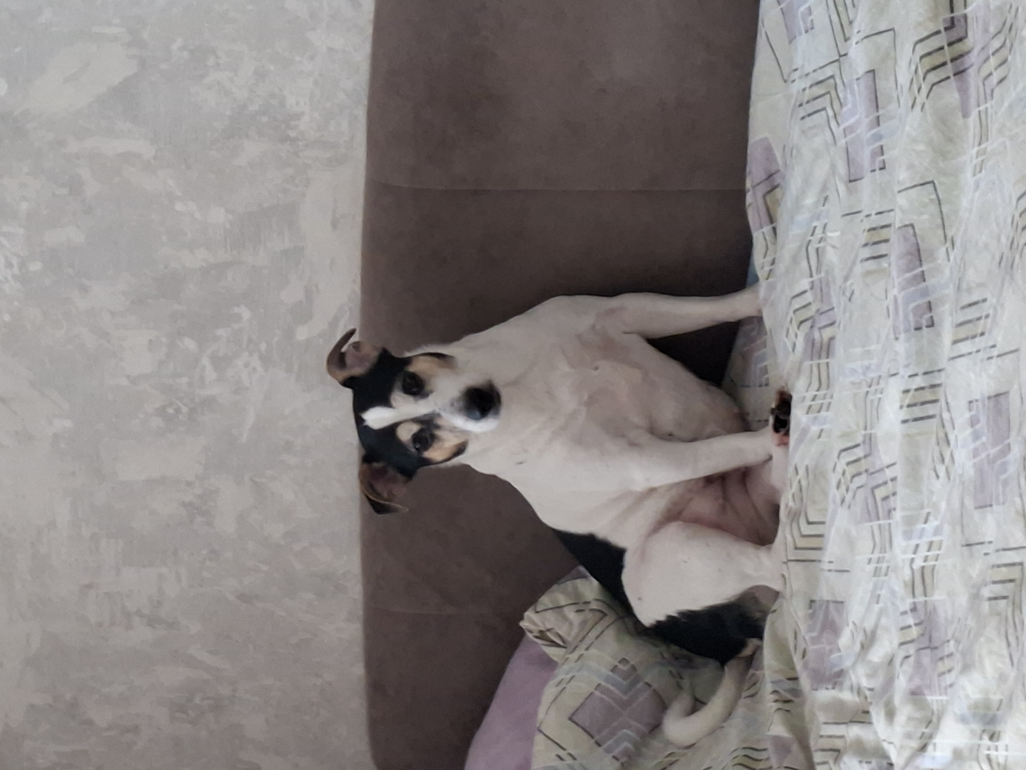 A small, tri-colored dog, possibly a Jack Russell Terrier mix, is the central subject of the image. The dog has predominantly white fur with black and tan markings on its head and black patches on its body. It is lying on its back on a brown sofa, looking directly up at the camera with a curious expression. Its paws are relaxed, and its body is partially covered by a light-colored blanket featuring a faint geometric pattern in shades of purple and yellow. To the left of the sofa, a light gray wall with a textured finish is visible. The setting appears to be an indoor domestic space, likely a living room or bedroom. There is no visible text in the image.