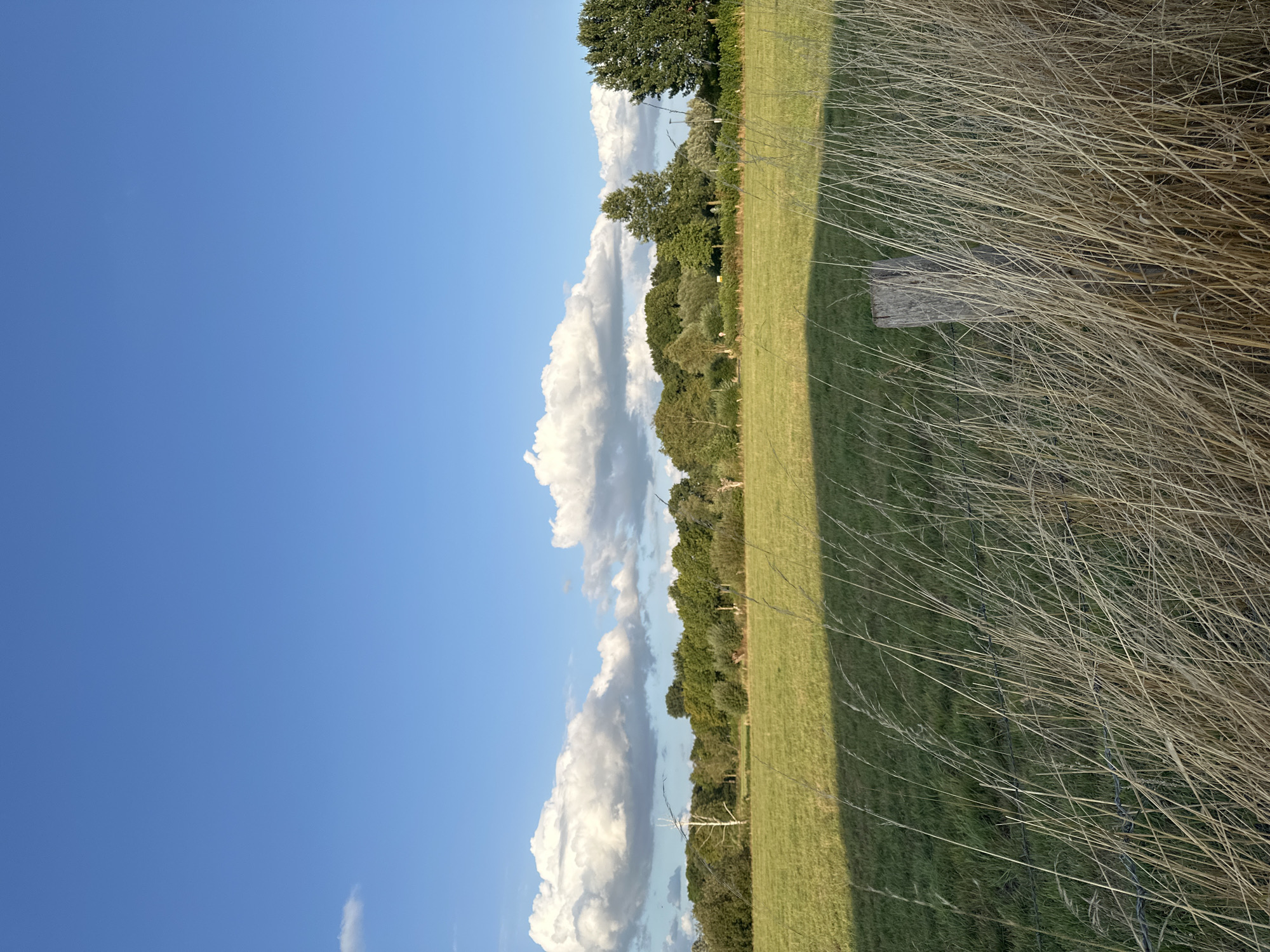 The image depicts a rural landscape under a clear blue sky with scattered white clouds. In the foreground, dry, tall grasses and a wooden fence post are visible, with a shadow cast across a green field. Beyond the field, a line of trees forms a dense backdrop, with some lighter-colored trees interspersed within the greenery. The scene is located in Krefeld, Germany, specifically in the area of Dießem, known for its agricultural land and open spaces. No people or animals are present in the image.