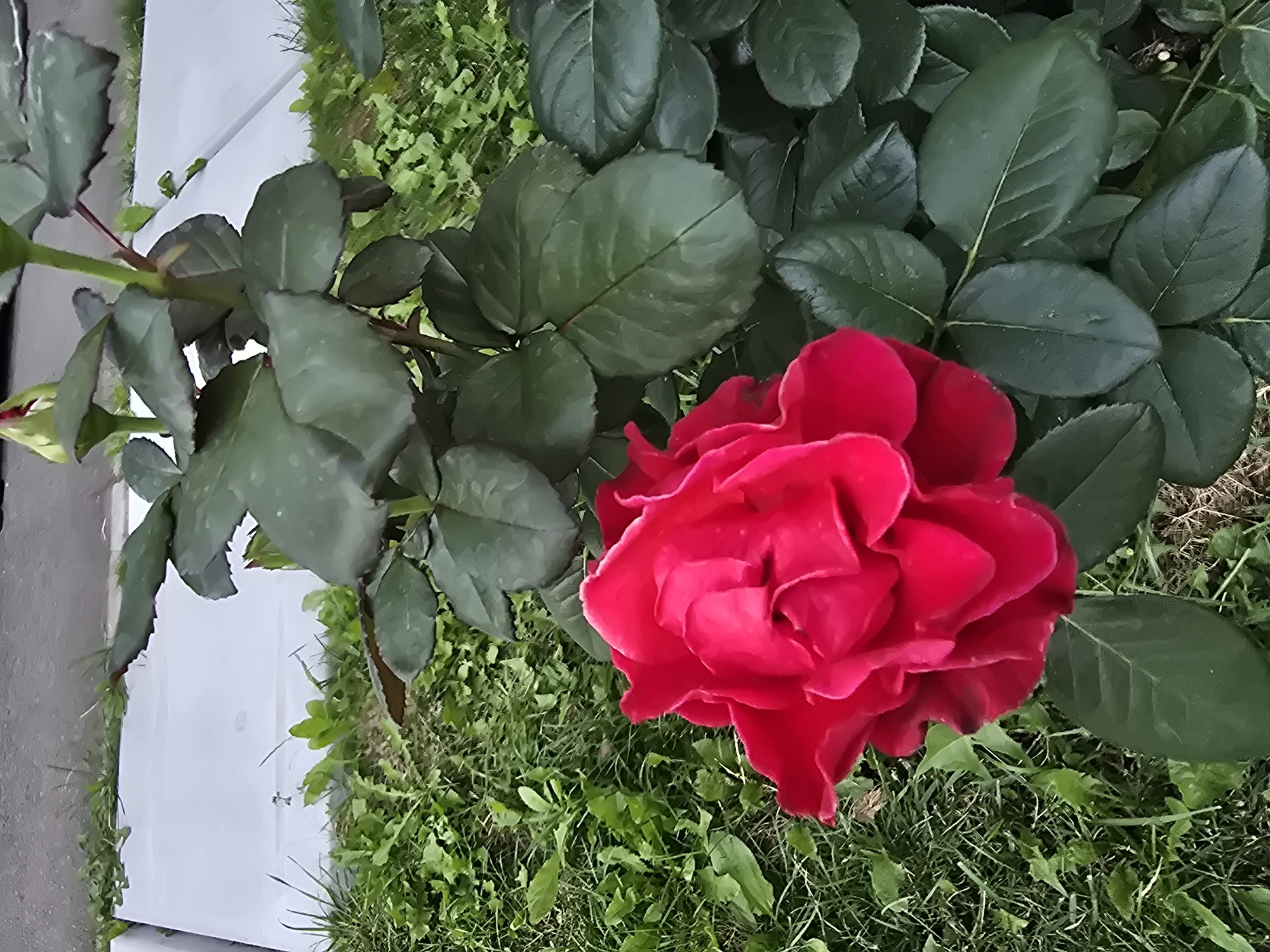 A close-up shot captures a vibrant red rose bloom with numerous petals unfurling, set against a backdrop of dark green foliage. The rose is positioned in the lower left quadrant of the frame. Behind the plant, a light gray, flat surface is visible, possibly a concrete slab or a low wall, bordered by green grass and a few small plants. The lighting suggests it is daytime. The setting appears to be an outdoor urban environment, specifically in Vyshneve, Ukraine, based on the provided context. No people are present in the image.