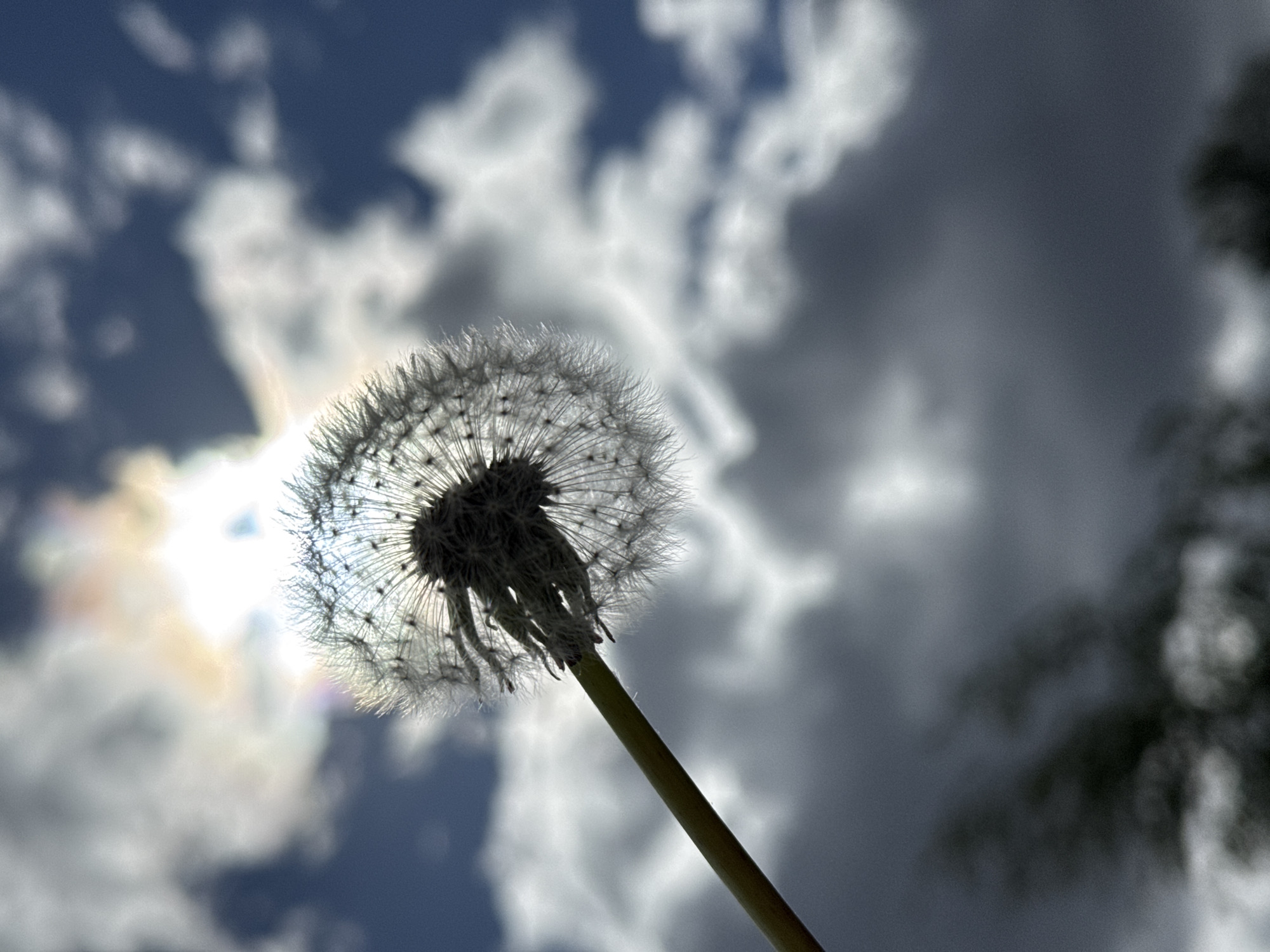 The image depicts a close-up view of a dandelion seed head against a cloudy sky. The dandelion is in focus, with the individual seeds clearly visible. The stem of the dandelion extends diagonally across the frame from the bottom. The sky is a mix of dark gray and white clouds, with the sun shining through some of the clouds, creating a bright spot behind the dandelion head. There are some blurred shapes of trees on the right side of the image. The location cannot be determined from the image content.