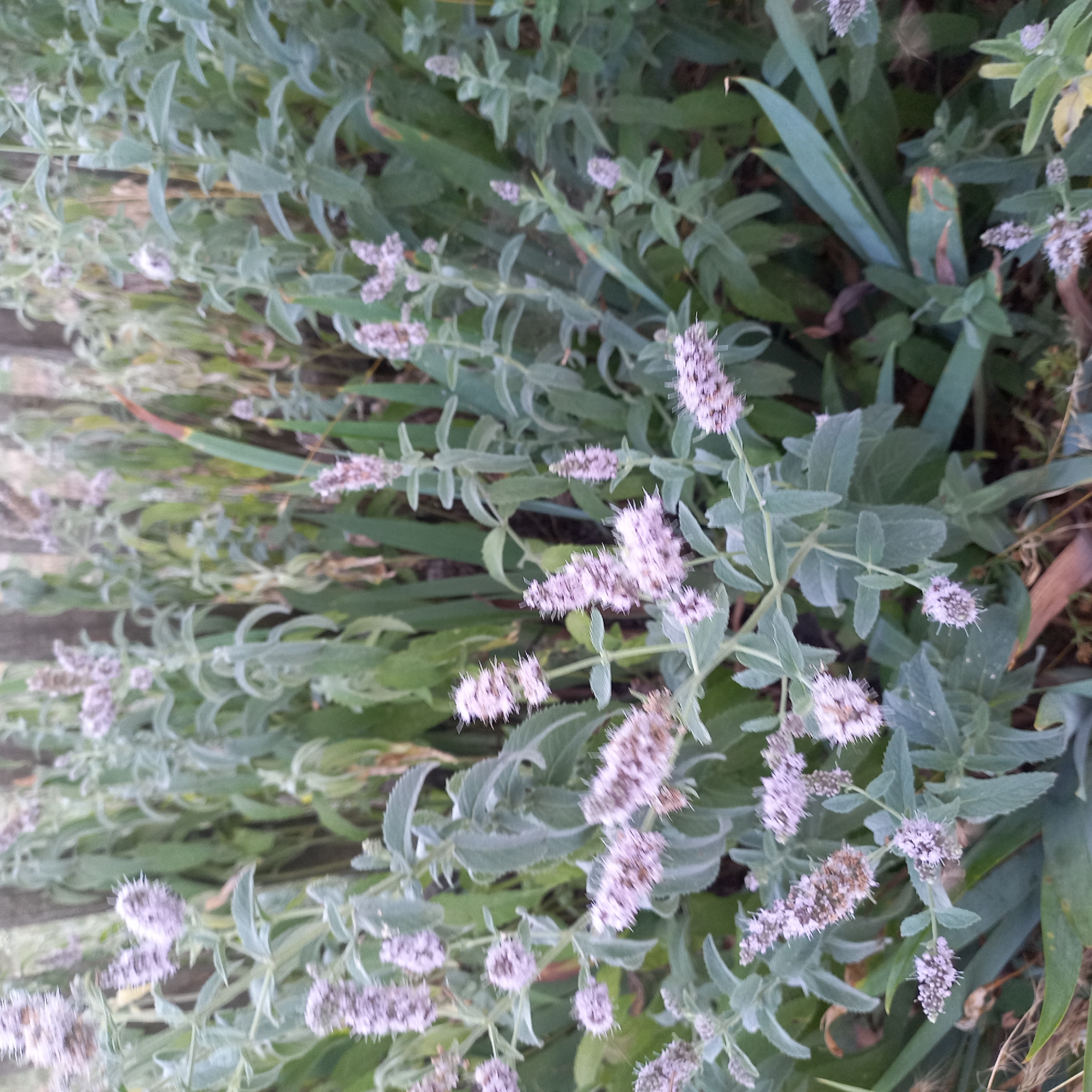 This is a close-up, eye-level shot of blooming mint plants, likely in a garden setting. The plants have numerous small, light purple flowers clustered on spikes, surrounded by soft, grayish-green leaves. The background is a blur of green foliage and some vertical wooden elements, suggesting a fence or posts. The lighting is natural and diffused, creating a soft focus throughout the image. There are no people or animals visible. The image is located in Klyntsi, Ukraine.