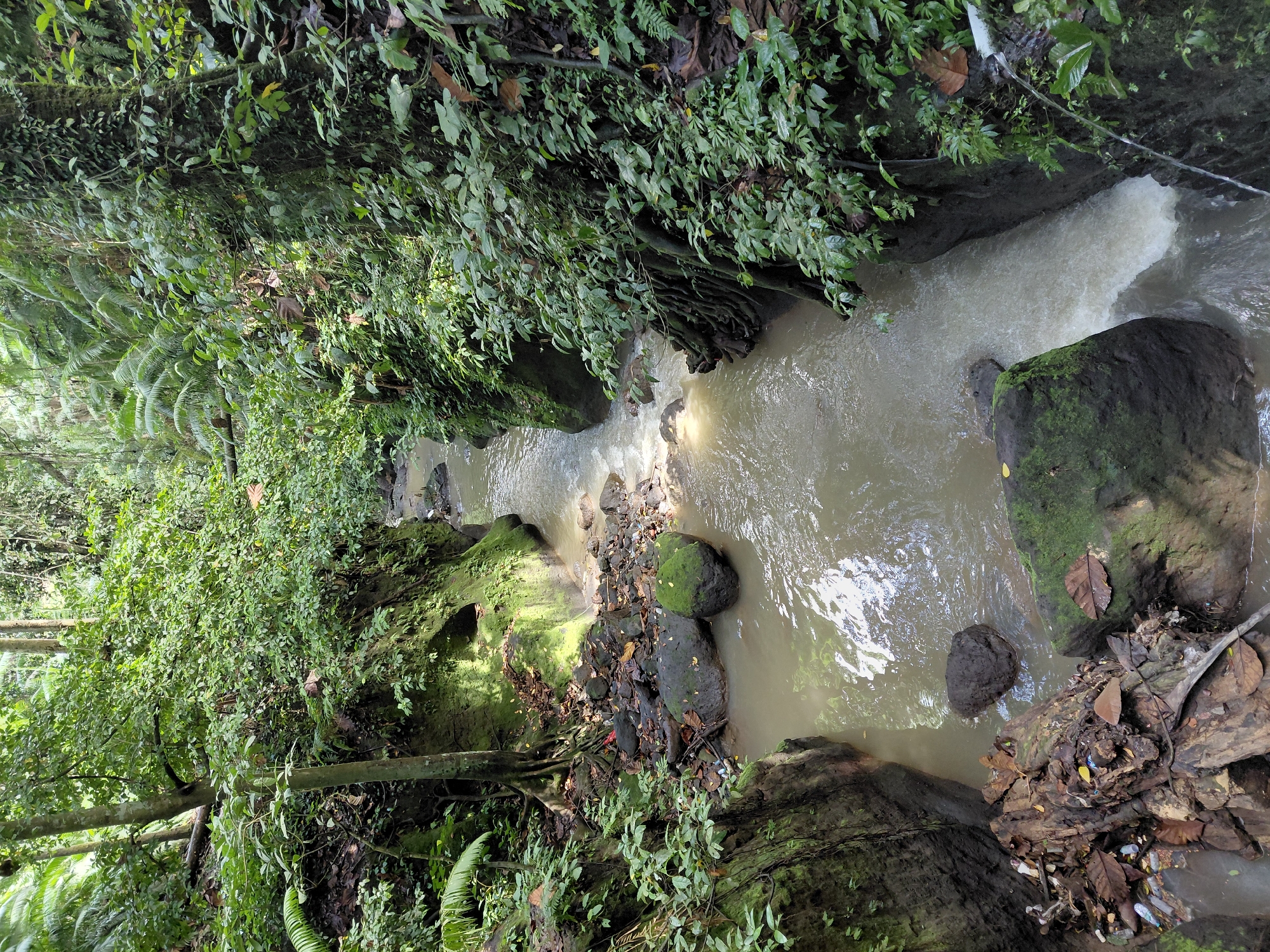 The image depicts a narrow gorge with a flowing stream of murky water. The gorge walls are steep and covered in lush green vegetation, including ferns and moss-covered rocks. Trees with exposed roots line the banks, and fallen leaves and debris are visible along the water's edge. Sunlight filters through the dense foliage, creating dappled patterns on the water and rocks. The stream appears to be a natural watercourse, possibly in a tropical rainforest environment.