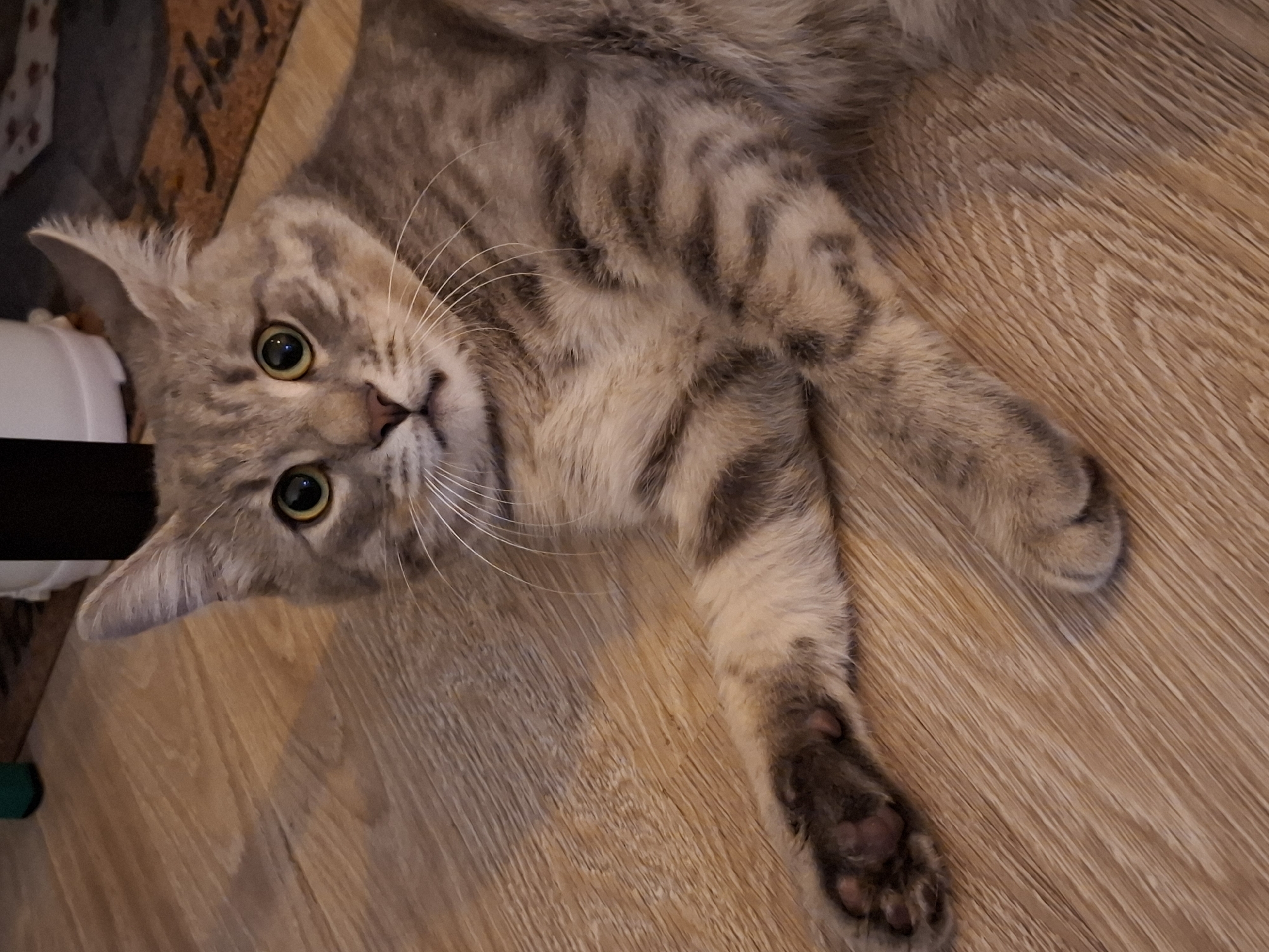 An eye-level medium shot shows a gray tabby cat lying on a wooden floor. The cat is facing the viewer with its head slightly tilted to the left. Its ears are perked up, and its eyes are wide open and green. Its mouth is slightly open, revealing a hint of its teeth. The cat's body is stretched out, with its front paws extended in front of it and its back paws tucked underneath. The wooden floor is light brown with visible wood grain. In the background, a dark mat with some text is partially visible, along with what appears to be the base of a white object. The lighting is bright and even.