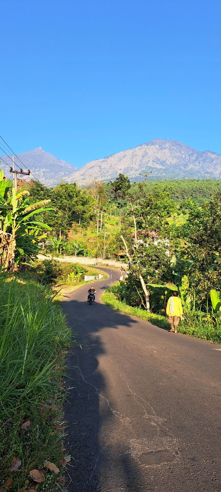 In Jatiarjo, Indonesia, a winding asphalt road cuts through a lush, green rural landscape under a clear blue sky. In the foreground, tall green grass lines the left side of the road, with dry leaves scattered at its base. The road itself shows some wear, with visible cracks and patches. A lone motorcycle rider, wearing a dark shirt and helmet, is seen traveling up the road. Further along, a person in a bright yellow long-sleeved shirt and patterned pants walks away from the camera, carrying a light-colored object over their shoulder.
The middle ground is dominated by dense foliage, including banana trees and various other green trees, interspersed with some scattered buildings and what appear to be agricultural terraces on the hillsides. In the background, two majestic mountains rise against the horizon. The one on the left is conical and sharp, while the one on the right is broader and more rounded, both covered in sparse vegetation and displaying rocky textures. Utility poles and wires are visible on the left side of the image, indicating the presence of infrastructure. The lighting suggests it is either early morning or late afternoon, with long shadows cast across the road and vegetation, indicating the sun is low in the sky.