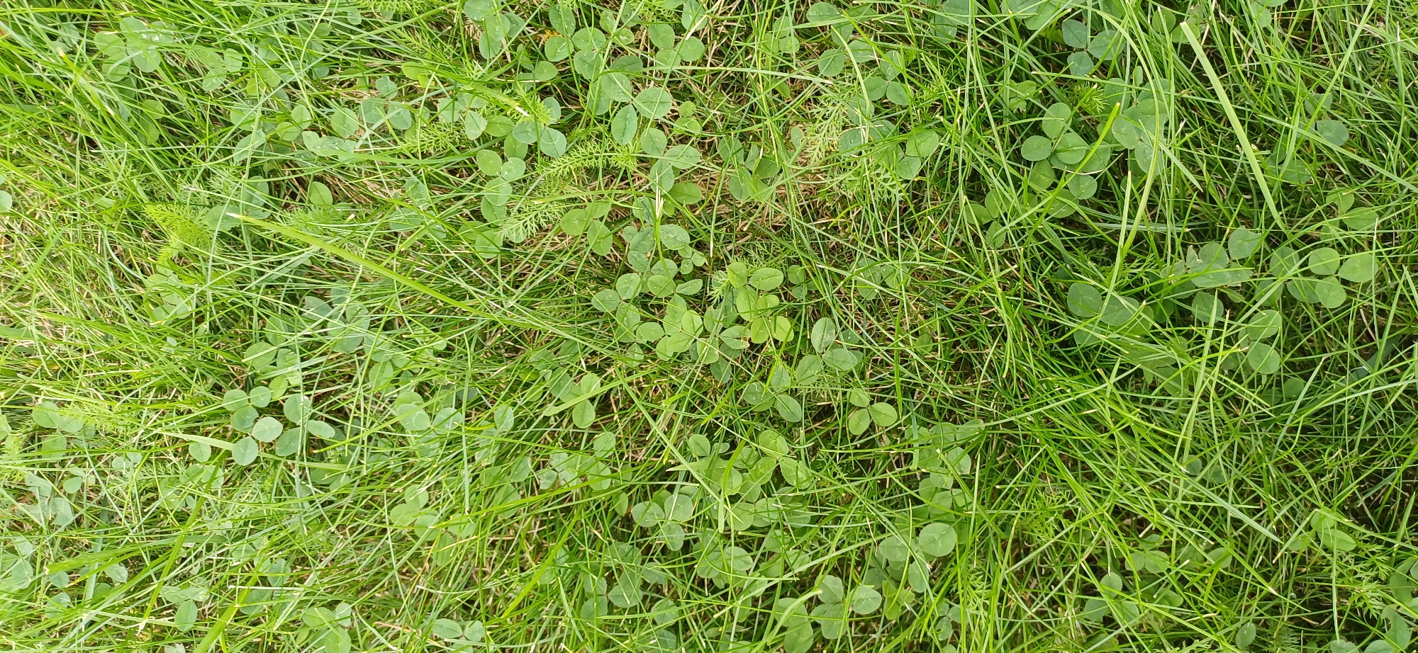 A close-up, high-angle shot captures a patch of lush green grass interspersed with clover. The grass blades are varied in length and thickness, some appearing fine and wispy, while others are thicker and more upright. The clover leaves are distinctively tri-lobed and a slightly darker shade of green than the grass, creating a textured and varied ground cover. The scene is illuminated by natural light, casting subtle shadows and highlighting the vibrant green hues. The image provides a detailed view of a natural ground surface, typical of a park or lawn.