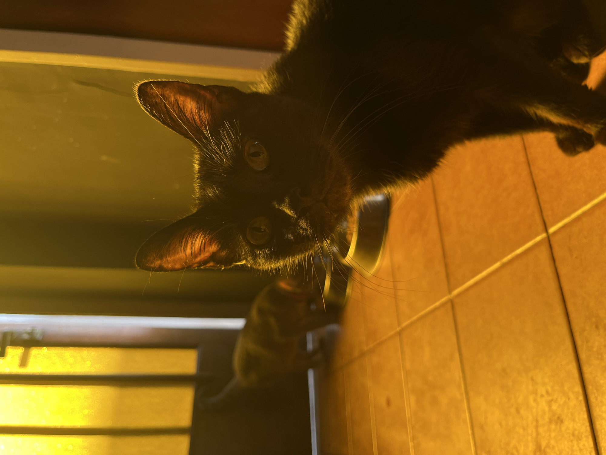 An upward-angled, candid photograph captures a dark-furred cat, likely black or very dark brown, looking directly at the viewer with bright, curious eyes. The cat is strongly backlit by a warm, golden-yellow light source, possibly a window or doorway, which highlights the edges of its fur and makes its ears appear translucent. Its whiskers are prominent, extending from its face. A shiny, metallic bowl is partially visible near the cat's head.
The background to the left is dominated by this intense golden light, which creates some atmospheric haze or lens flare. To the right, the surface beneath the cat, and extending into the lower portion of the frame, is covered in warm, orange-brown square tiles with clearly defined grout lines. In the lower-middle background, behind the main cat and out of focus, another cat with lighter, possibly tabby-patterned fur can be partially seen.
The image is captured from a low perspective, as if the camera is looking up at the cat. The overall scene is imbued with a warm, almost glowing ambiance, suggesting either late afternoon sunlight or powerful interior artificial lighting. The cat's expression is one of direct engagement and curiosity. No discernible text is visible in the image. The setting appears to be an indoor space with tiled flooring.