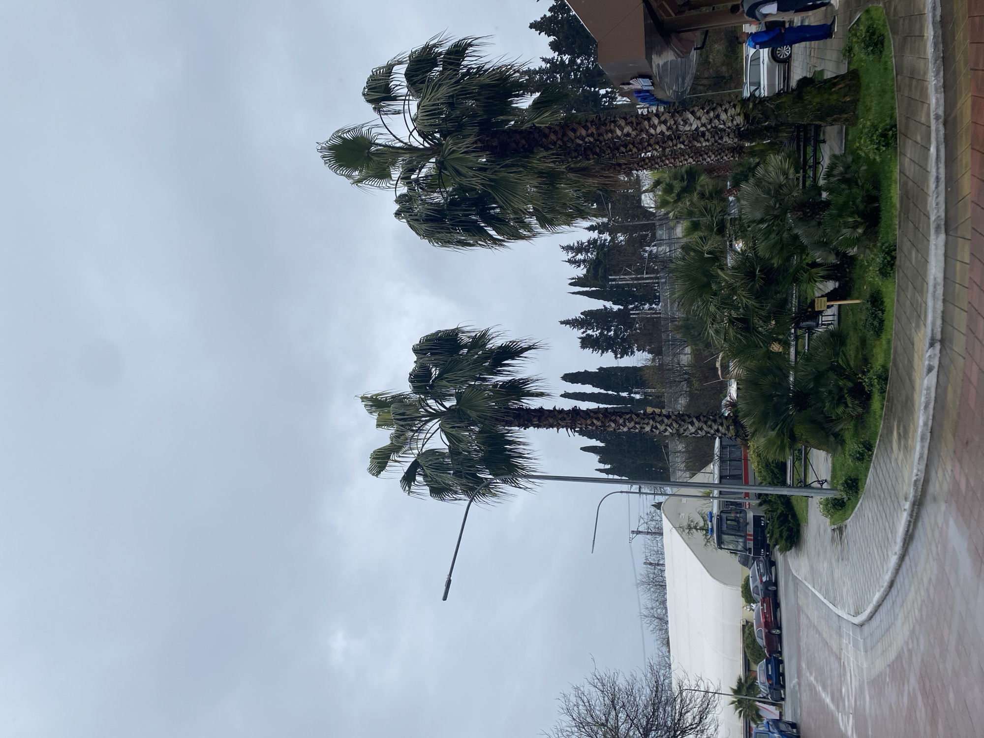 The image shows a street scene in Sochi, Russia, on an overcast day. Two tall palm trees dominate the foreground, their fronds swaying in the wind. Behind the trees is a row of evergreen trees. A light standard rises alongside one of the palms. A sidewalk curves along the right edge of the frame, lined with greenery. A white, tent-like structure and several parked cars are visible in the background. A bus and some figures can be seen towards the back of the frame. The overall atmosphere is somewhat bleak due to the weather.