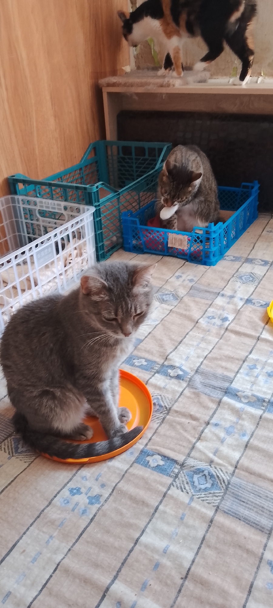 The image depicts an indoor setting, likely a shelter or a home, where several cats are present. In the foreground, a tabby cat is sitting on an orange circular object, which appears to be a lid or a shallow dish. The cat is looking downwards with its eyes partially closed, suggesting it is relaxed or resting. Behind this cat, a brown and grey tabby cat is inside a blue plastic crate, appearing to be eating or licking something white. Further in the background, there are two more blue plastic crates and a white plastic crate, suggesting a living or temporary accommodation for the cats. A calico cat is visible on a shelf or elevated surface in the upper right corner of the image, partially out of focus. The floor is covered with a patterned fabric, likely a blanket or a rug. The background shows wooden paneling on the left side. There is no indication of the city of Belgorod, Russia, within the image itself.