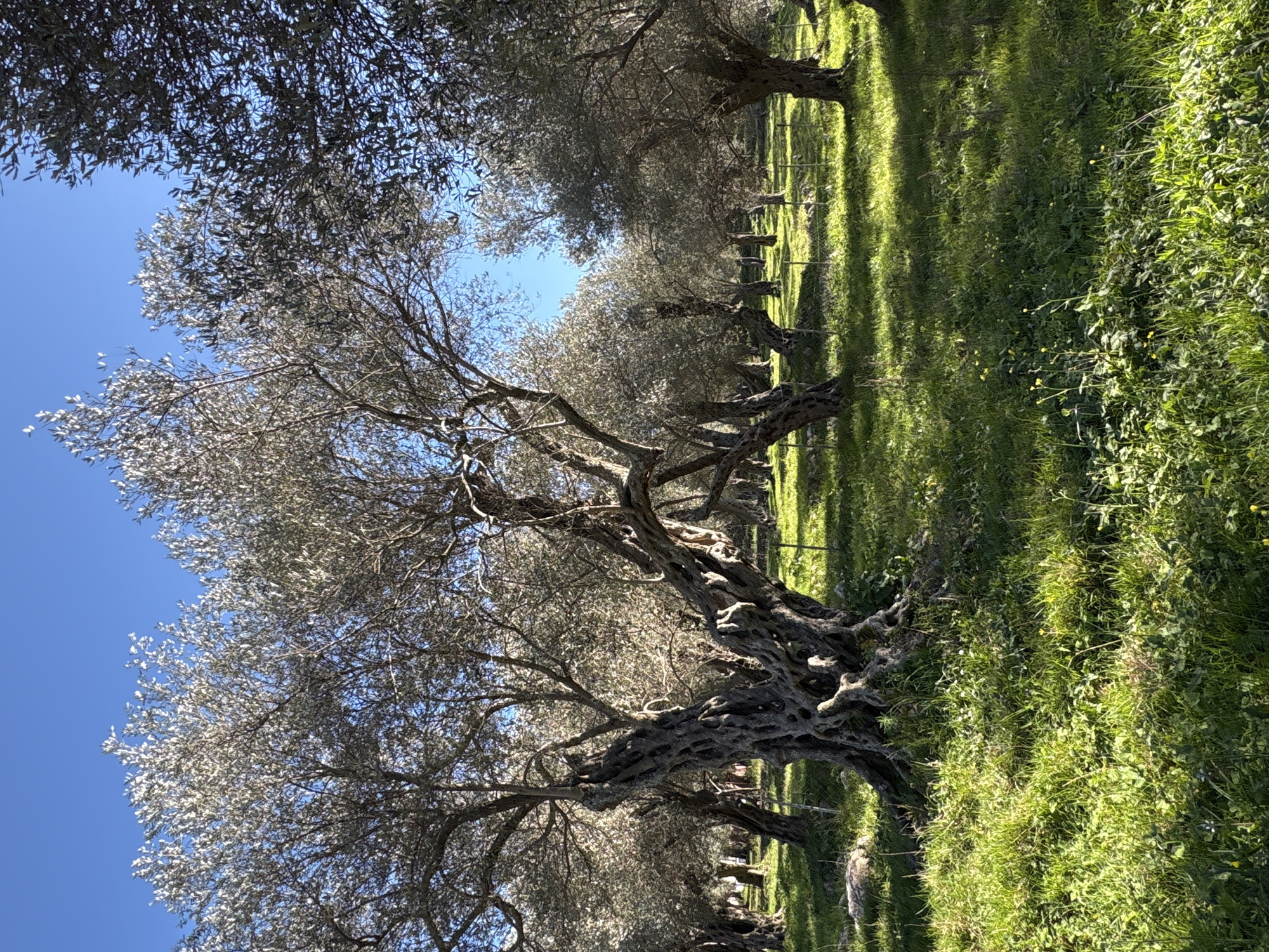 This image shows a landscape in Bratica - Braticë, Montenegro. It features a row of gnarled, old olive trees lining a grassy field. The trees are characterized by their twisted trunks and branches, with light-colored foliage contrasting against the clear blue sky. The ground is covered in vibrant green grass and some weeds. Some tree shadows are cast across the grass.