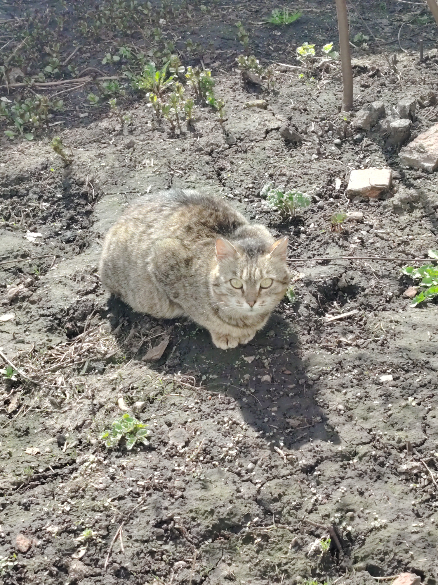 A tabby cat with light brown, grey, and black fur is centrally positioned, sitting on bare, somewhat dry and cracked soil. Its bright, light green eyes are focused directly on the viewer. The cat's body is curled into a compact loaf shape, with its front paws tucked beneath it.
The setting is an outdoor area, likely a garden or yard in Сусады-Эбалак, Russia. The ground is predominantly dark brown soil, interspersed with small, sparse green plants, weeds, and dry twigs. There are a few scattered rocks and what appears to be a small, light-colored brick or stone chunk on the right side of the frame. The lighting is bright and sunny, casting a distinct shadow from the cat onto the ground directly in front of it, indicating a clear day. The cat appears calm and alert. No visible text is present in the image.