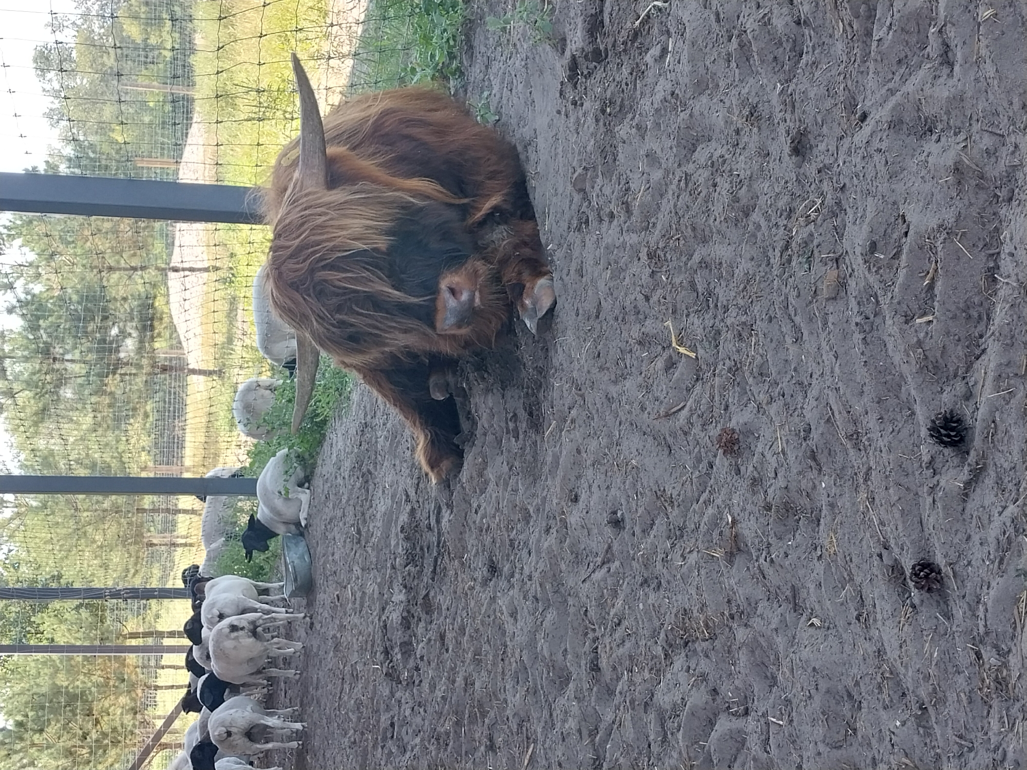 The image shows a brown, shaggy Highland cow lying on sandy ground within an enclosure. The cow has prominent horns and its face is partially obscured by its long hair. In the background, several white and black sheep are visible, some standing and others lying down. A metal fence runs along the perimeter of the enclosure, with trees and vegetation visible beyond it. The ground is a mixture of dirt and sand, with some pinecones scattered on the surface. The scene appears to be in an outdoor farm or petting zoo setting, possibly in Turove, Ukraine.