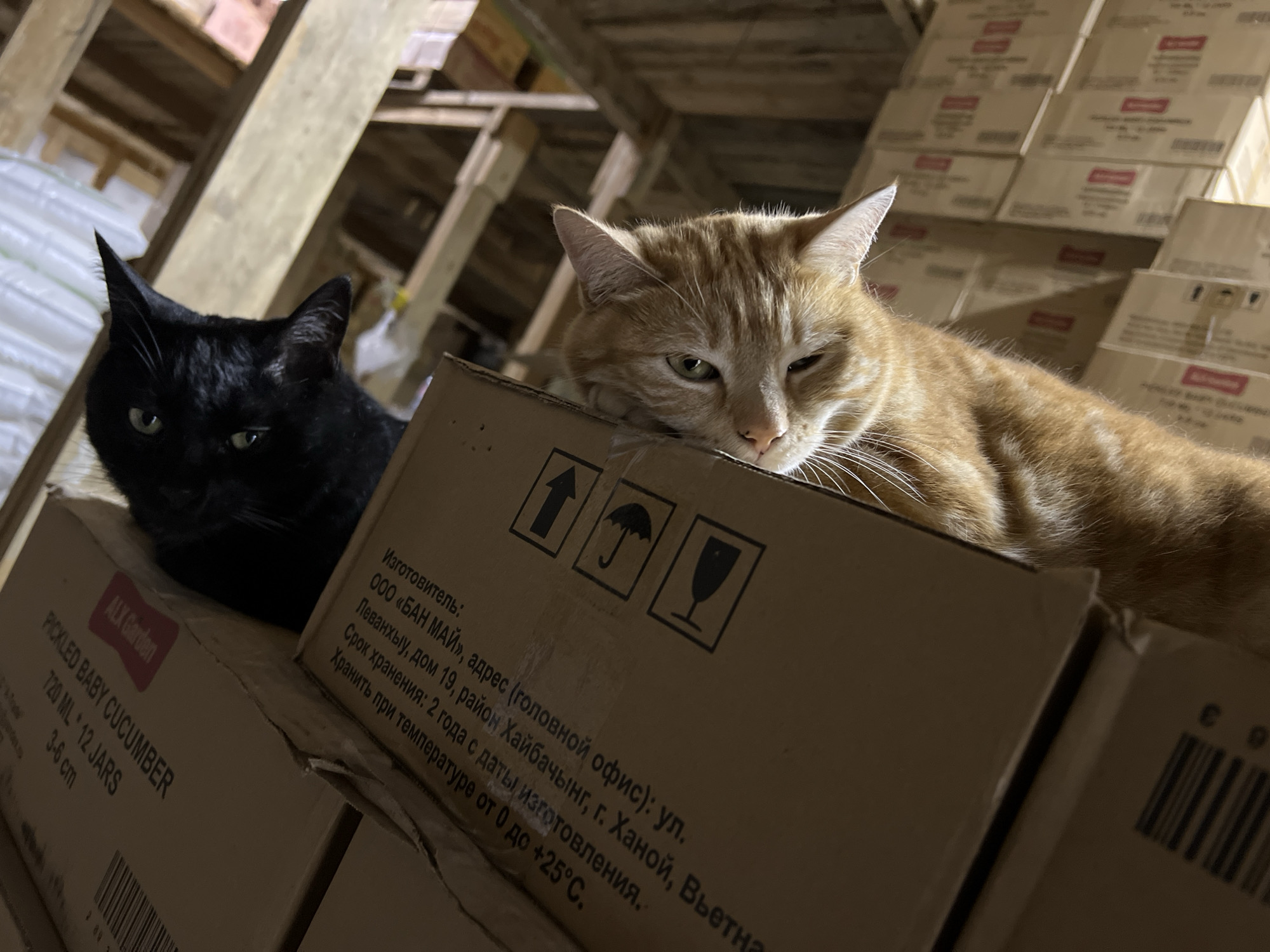 In an interior setting, likely a warehouse or storage area, two cats are resting on cardboard boxes. On the left, a black cat with green eyes is perched on a box labeled "ALK Garden PICKLED BABY CUCUMBER 720 ML * 12 JARS 3-6 cm". The cat is looking directly at the camera. To the right, an orange tabby cat is lying on a larger cardboard box, with its head resting on its paws and looking towards the right side of the frame. This box has Cyrillic text printed on it, indicating it is from a Russian manufacturer: "Изготовитель: ООО «БАН МАЙ», адрес (головной офис): ул. Леванхыу, дом 19, район Хайбачынг, г. Ханой, Вьетна." This translates to "Manufacturer: OOO BAN MAI, address (head office): Levankyuy street, house 19, Khaibachyng district, Hanoi city, Vietnam." The storage environment features wooden beams and stacked boxes, suggesting a commercial or industrial space. The scene is dimly lit, with the primary light source coming from above and slightly to the right, casting shadows on the cats and boxes. The presence of Cyrillic text on the box, particularly the mention of "Hanoi city, Vietnam" as the manufacturer's address, suggests that the location in Yuzhno-Sakhalinsk, Russia, is where these goods are being stored or distributed, rather than the origin of the manufacturer.