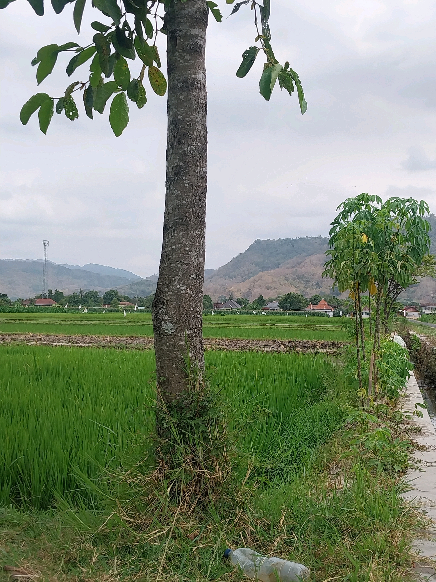 In the foreground, a prominent tree trunk, textured with rough bark, stands off-center to the right. Its lower portion is surrounded by dry grass and vegetation. To the left of the tree, a lush green rice paddy stretches into the middle ground, its vibrant color contrasting with the muted tones of the background. Beyond the rice paddy, a scattering of buildings with red roofs are visible, nestled amongst trees and vegetation. Further in the distance, rolling hills, appearing dry and barren, form the backdrop. A tall communication tower is situated on one of the distant hills. The sky is overcast with a muted gray hue. In the lower right corner of the foreground, a clear plastic bottle lies on the ground amongst the grass. To the right of the rice paddy, a concrete pathway runs alongside a narrow irrigation channel filled with water.