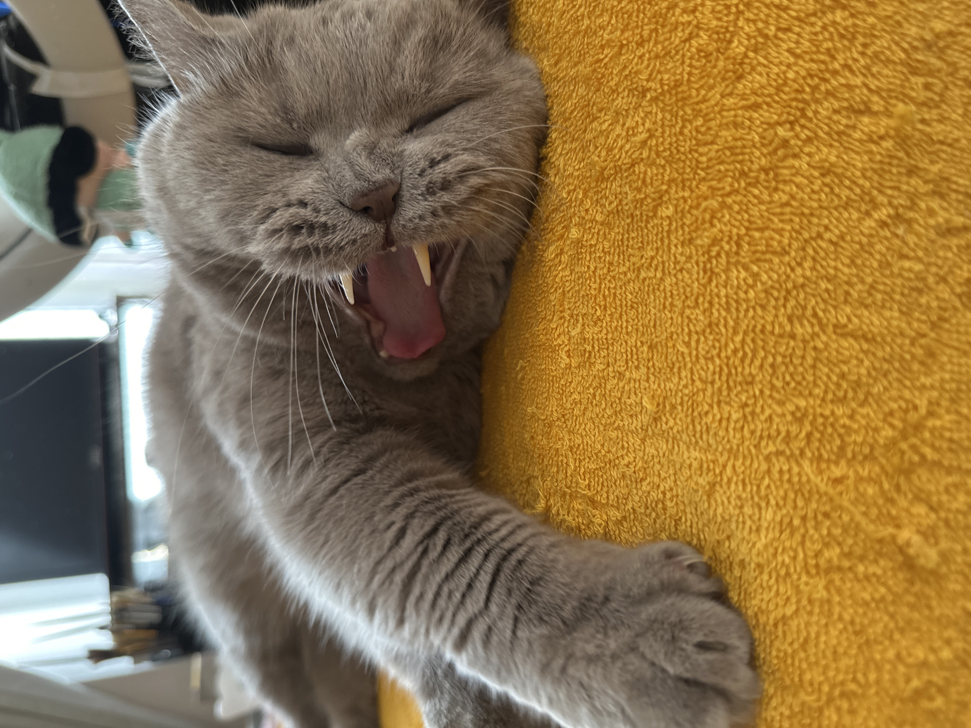 A close-up shot captures a light gray cat yawning on a bright yellow textured surface, likely a towel. The cat's eyes are closed, its mouth wide open, revealing a pink tongue and sharp white teeth. The cat's front left paw is extended, showing its toes. The background is blurred, but suggests an indoor environment with hints of furniture and possibly a window with white curtains.