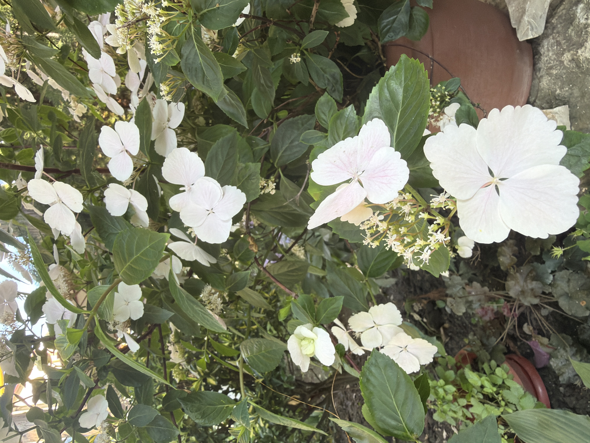 The image shows a close-up of white hydrangea flowers with green leaves and stems. The flowers have delicate petals, some with a light pink tint. In the background, a large brown ceramic pot is visible, along with other greenery and what appears to be stone paving. The scene is outdoors, likely in a garden or park setting. There are no people or animals present. The lighting suggests it is daytime, with sunlight filtering through the leaves. The overall impression is of a lush and natural environment. This image was likely taken in Sochi, Russia, a city known for its subtropical climate and abundant flora, which would support the presence of such vibrant flowering plants.