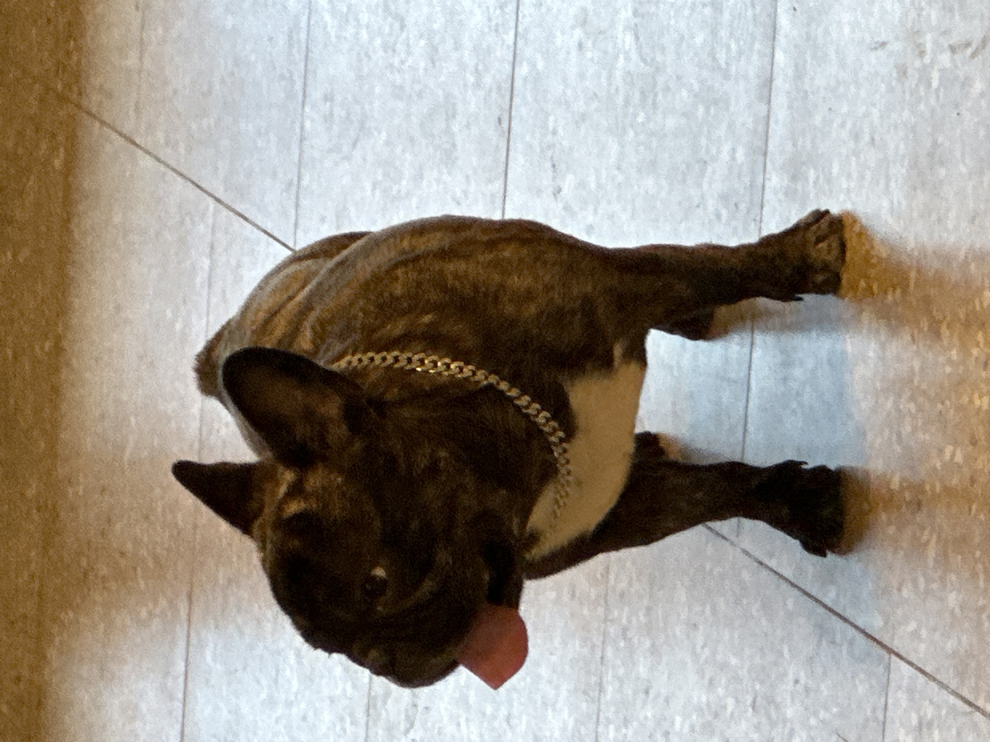A brindle French bulldog stands on a tiled floor, its tongue hanging out. The dog wears a silver chain collar. The floor is light-colored with visible grout lines. The background is a warm, brown, textured surface, possibly a wall or furniture. The lighting appears to be artificial and overhead. The image was taken at an angle, with the dog facing to the left and slightly forward. This scene is located in the city of Znamya Oktyabrya, Russia.