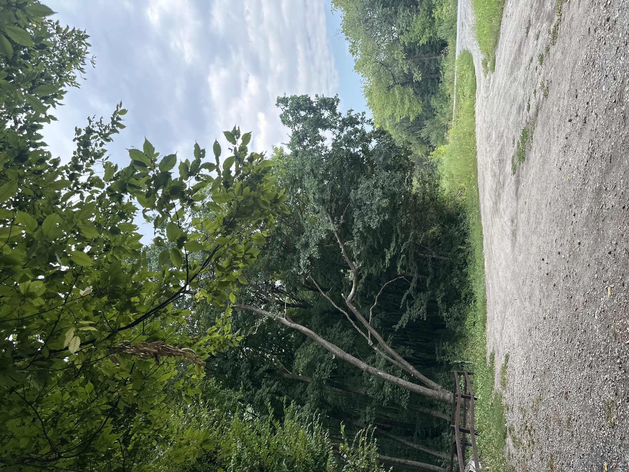This is a low-angle, full outdoor shot of a dirt and gravel path in the city of Shatava, Ukraine. The path is unpaved and appears to be at a fork, with one branch curving to the right and another leading into a densely wooded area. The woods are comprised of deciduous trees, with a dark canopy overhead. In the foreground, a brown wooden fence runs along the left side of the path, partially obscured by tall grass and foliage. The sky above is overcast with a few patches of blue visible. The lighting suggests it is daytime, possibly late afternoon. There are no people or animals visible in the image.