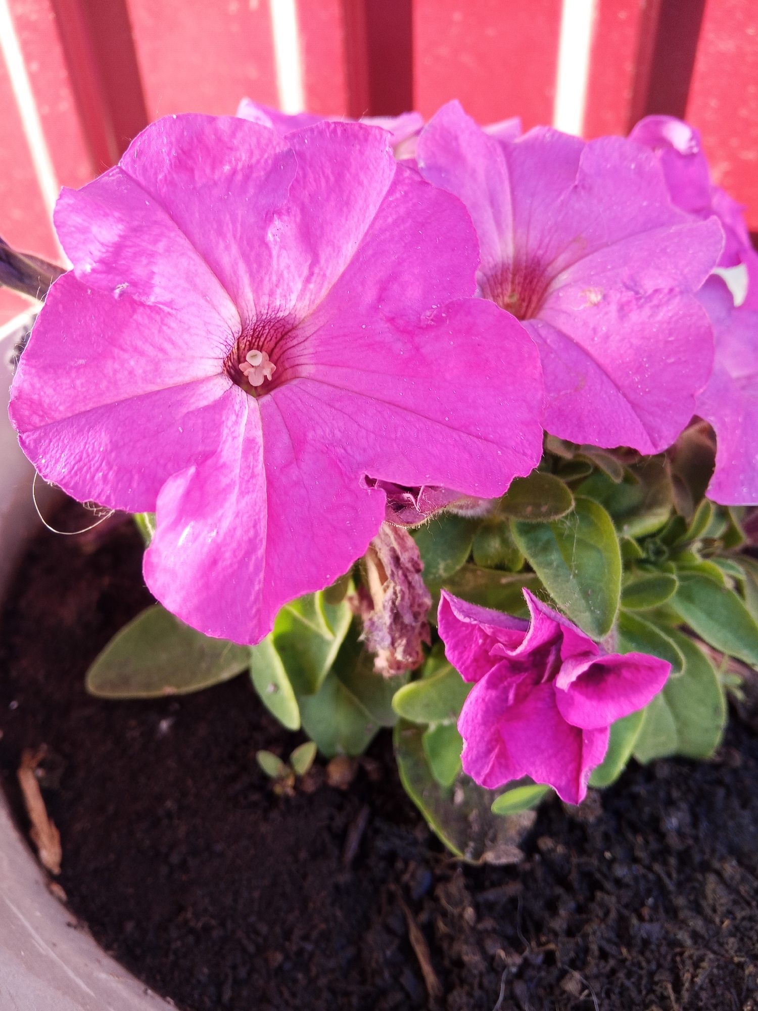 The image shows a close-up of several vibrant pink petunias in a planter. The flowers are in focus, with their delicate petals and central stamen clearly visible. The background features blurred red and white vertical stripes, suggesting a fence or railing. Green leaves and dark soil are also present in the foreground, indicating the plants are outdoors. The lighting suggests a sunny day. There is no discernible indication of the location being Panino, Russia, nor are there any people or actions depicted.