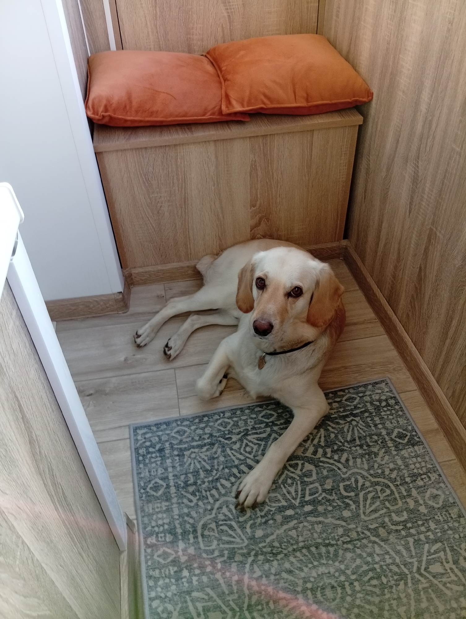 A light-colored dog with brown eyes and tan ears is lying on a patterned rug on a wooden floor. The dog is wearing a dark collar with a tag. Behind the dog, there is a wooden bench with two orange cushions. The walls are also made of wood. The scene appears to be indoors, possibly in a home. The location in the city of Biysk, Russia is not discernible from the image.