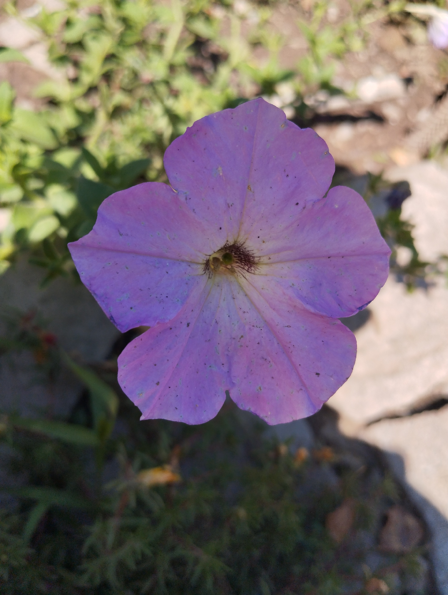 A close-up, top-down view captures a single, light purple petunia flower with five distinct petals. The flower is positioned in the center of the frame, with its darker, fuzzy center clearly visible. The petals are slightly irregular in shape and show subtle veins and scattered dark speckles. The background is softly blurred, revealing green foliage, brown soil, and a pale, stony surface. Sunlight casts a shadow on the right side of the image. The location is identified as Iskra, Kyrgyzstan.