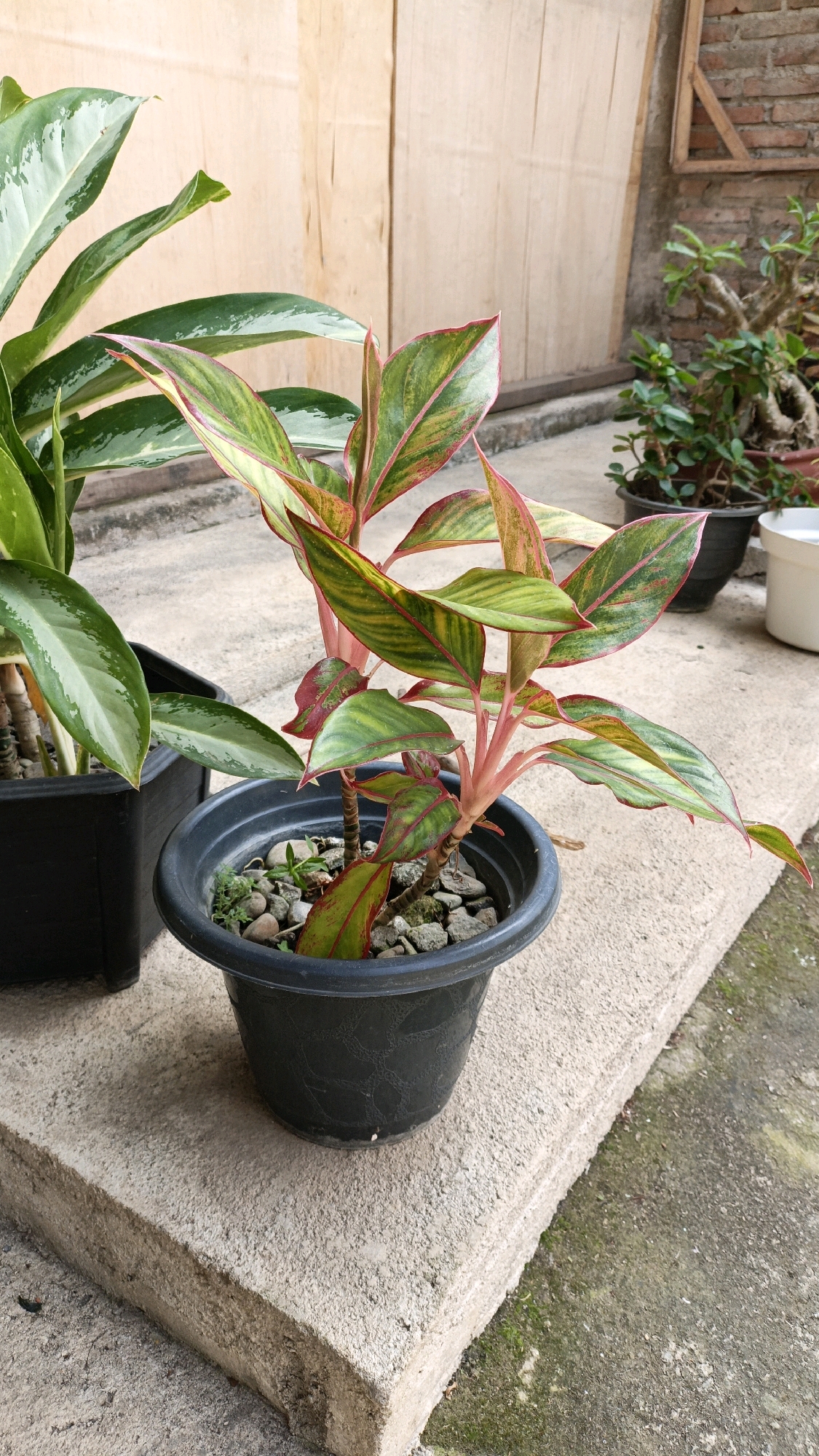 A medium shot captures a potted Chinese Evergreen plant with striking red-edged green leaves, positioned on a concrete ledge. The plant is in a dark gray textured pot filled with small pebbles and a few sprigs of grass. Behind the Chinese Evergreen, another potted plant with large, glossy green leaves is visible in a black rectangular pot. The background consists of a light brown wooden wall and a brick wall with a wooden frame, suggesting an outdoor setting. To the right, a small bonsai tree in a dark pot and a white bucket are also present. The scene is situated on a concrete surface, likely an outdoor area in Cikal, Indonesia.