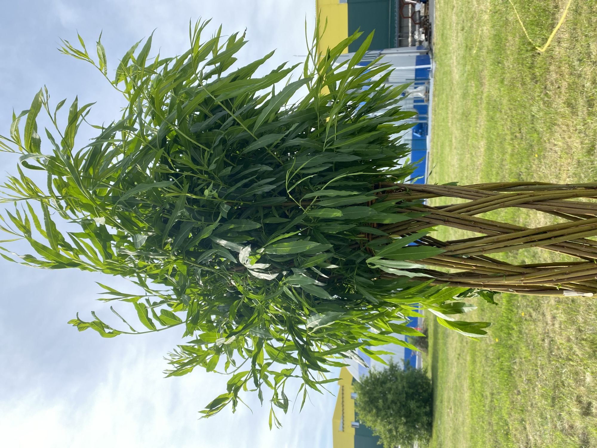 The image shows a braided tree trunk with green leaves extending upwards. The background includes a grassy area, a partially visible building with yellow and blue sections, and a blue sky with scattered clouds. The image appears to be taken outdoors. Although the question mentions Aramil, Russia, nothing in the image specifically confirms this location.
