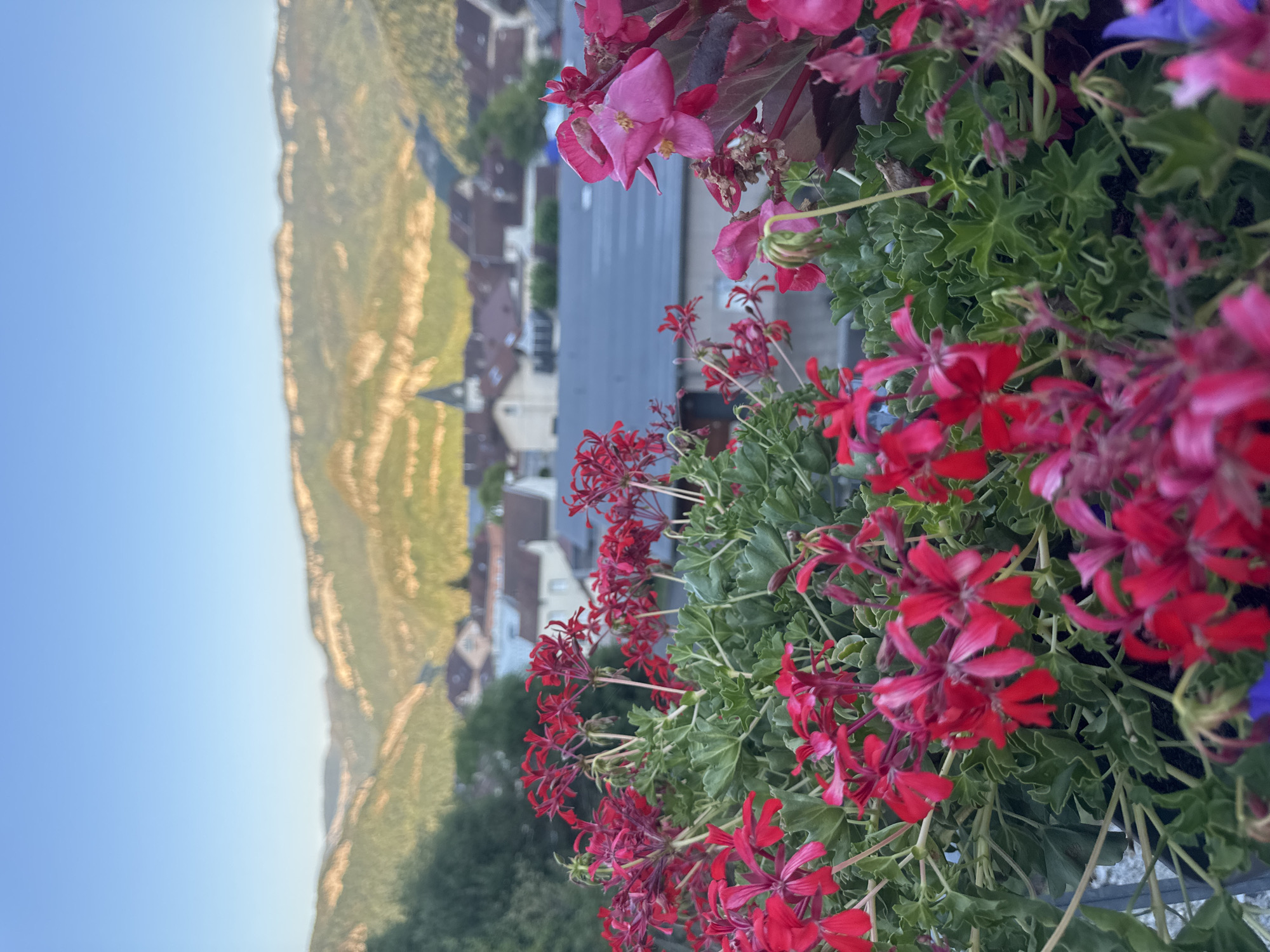 A close-up shot of vibrant red flowers in the foreground blurs into a picturesque village nestled in a valley, with rolling green hills and a clear blue sky in the background. The village has a mix of red-tiled roofs and buildings, with a prominent church steeple. The lighting suggests it is either early morning or late afternoon, casting a warm glow on the landscape. The image captures a serene and idyllic scene.