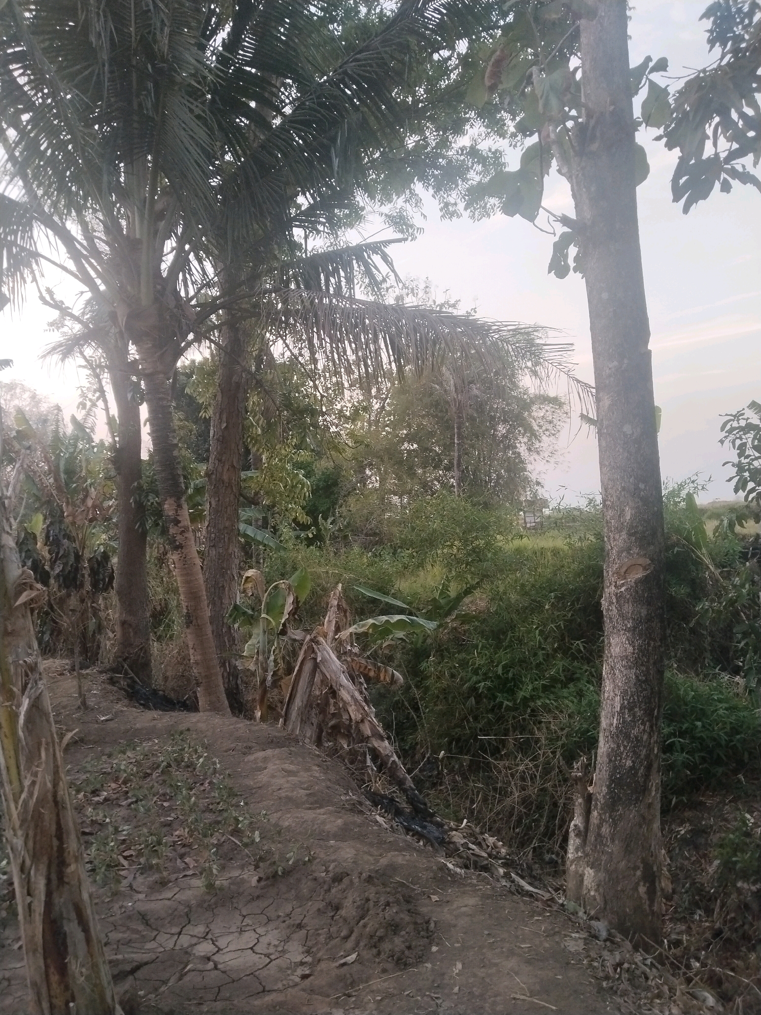 The image depicts a natural outdoor scene in Jembayat, Indonesia, likely a rural or semi-rural area. In the foreground, a dirt path, cracked from dryness, meanders to the left. Flanking this path are several trees, including a tall palm tree on the left with a thick, rough trunk and a cluster of large fronds at its crown. To the right of the palm, another tree with a similar textured trunk stands, and further to the right, a third, larger tree with a more textured and weathered trunk is prominent. This largest tree has a noticeable scar on its side where a branch has been removed.
Behind these foreground trees, the landscape is dense with vegetation. There are numerous banana plants with their characteristic large leaves, some appearing dried or dead. Thicker foliage and smaller trees form a green backdrop, interspersed with dry stalks and branches. In the distance, a flat, grassy field can be seen, beyond which the sky is a pale, hazy blue, suggesting either early morning or late afternoon. The overall impression is one of a somewhat unkempt but natural environment, typical of the Indonesian countryside. There are no people or animals visible in the image.