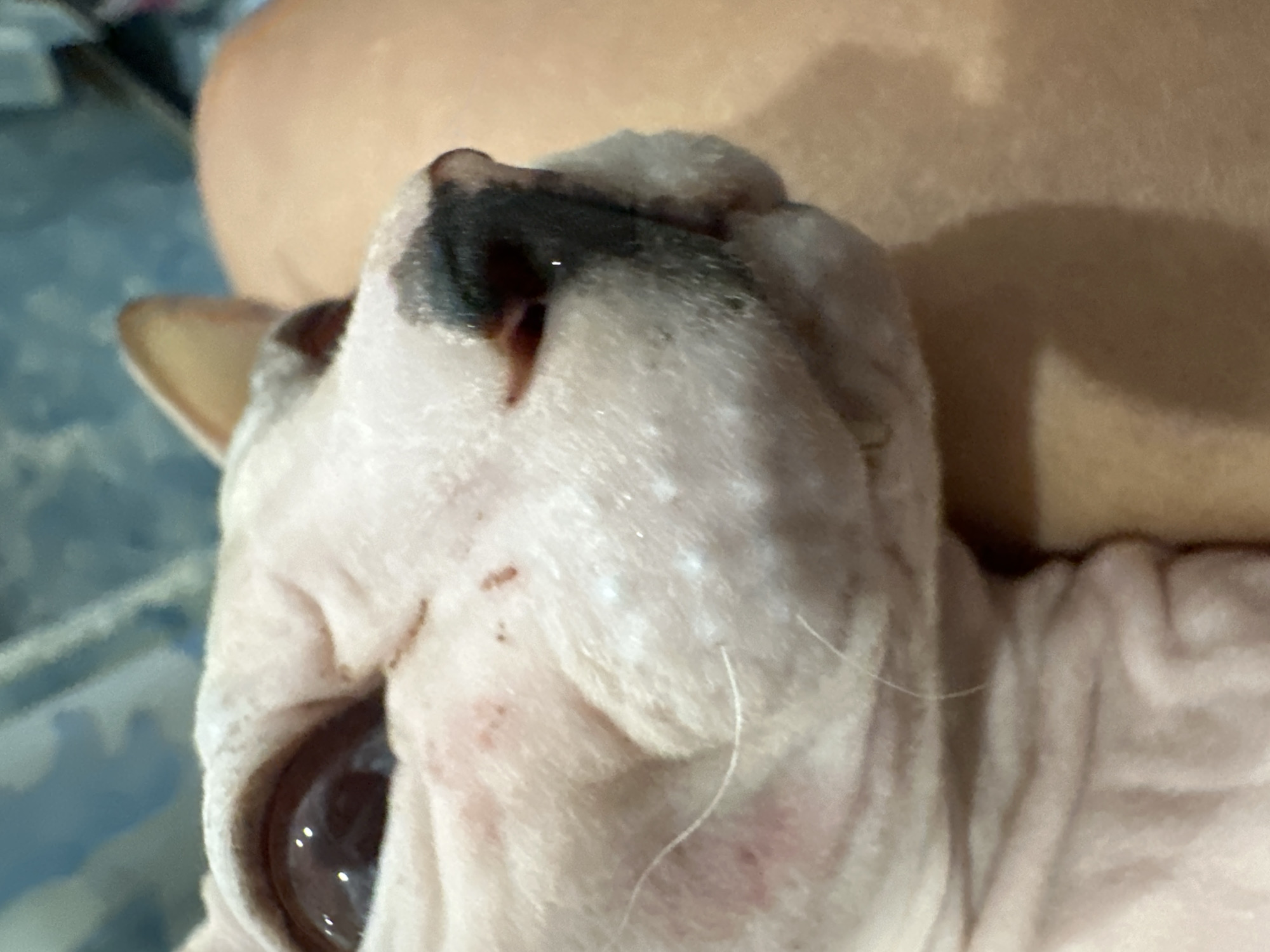 The image shows a close-up of a Sphynx cat's face. The cat is light pink with some red spots and white flaky patches on its skin, particularly around its muzzle and eyes. One of its large, dark eyes is visible on the left side of the frame. Its nose is dark gray with a black marking. A single white whisker is prominent on its muzzle. The cat appears to be resting on a soft surface, possibly a person's lap, which is a light tan color and takes up the right side of the image. In the background, a blue and white patterned fabric can be seen. There is no indication of the location in the city of Togliatti, Russia, or any other specific geographical context within the image.