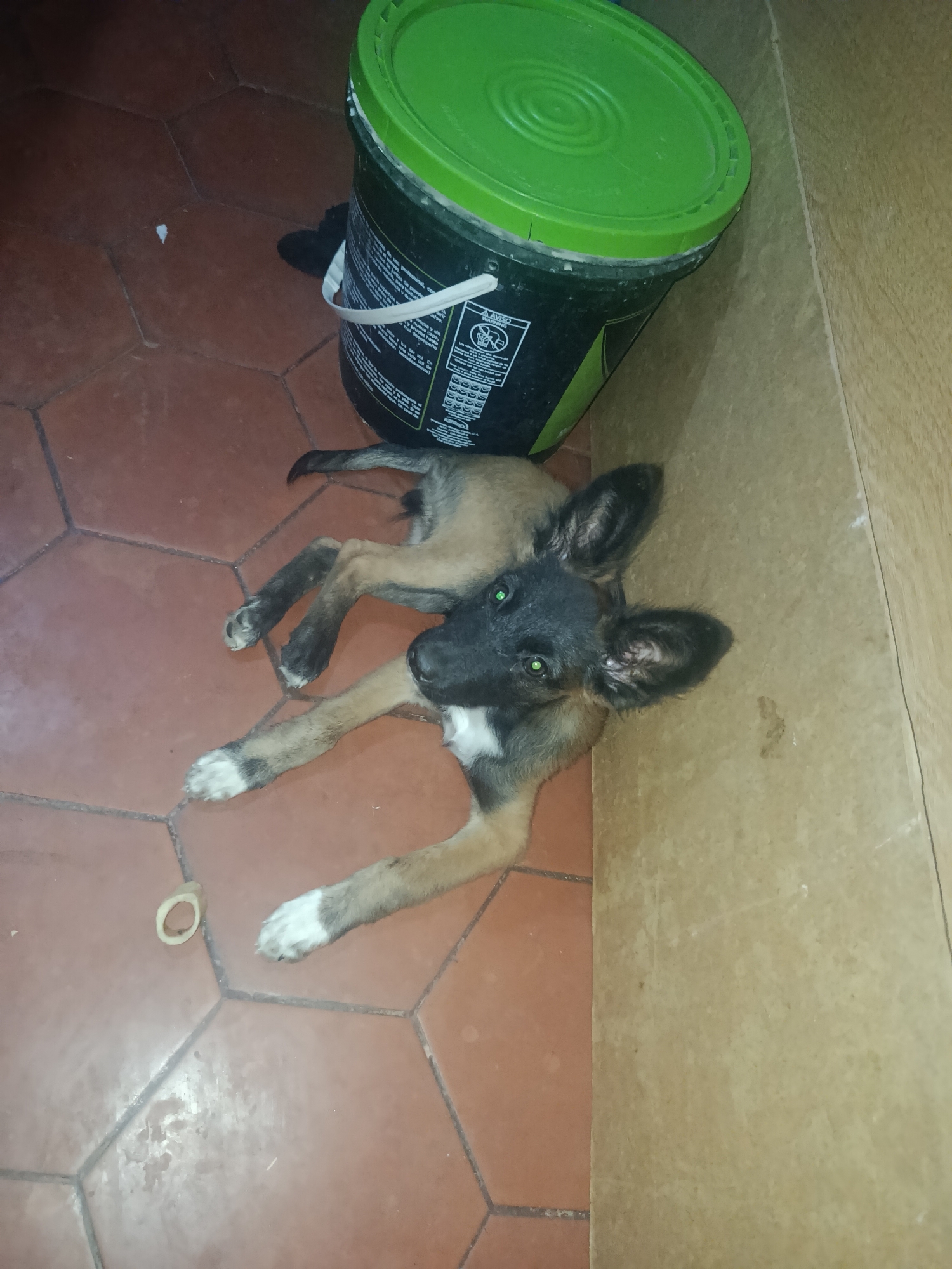A puppy lies on a reddish-brown hexagonal tiled floor beside a pale beige wall and a black bucket with a green lid. The puppy is predominantly tan with black markings on its head and back and white markings on its chest and paws. A circular piece of debris rests on the tiled floor near the puppy's front paw. The location is unknown, and there is no verifiable evidence to suggest that the location is Juan Griego, Venezuela. No people or interactions are visible in the scene.