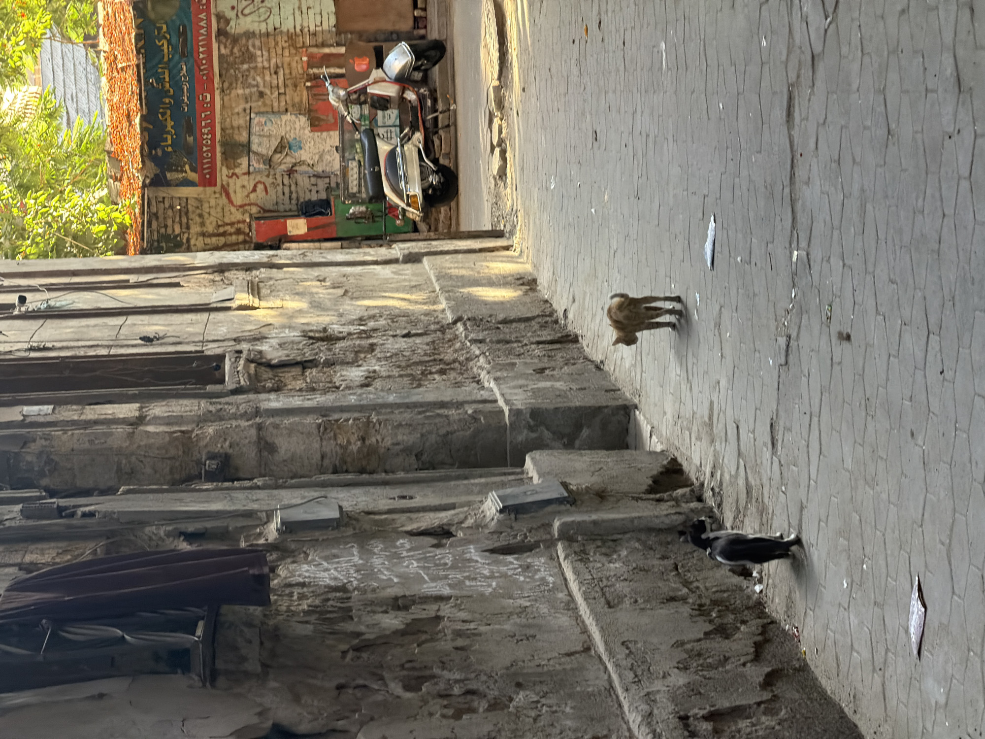 The image depicts a narrow, sun-dappled alleyway in Cairo, Egypt, characterized by weathered stone buildings and a cobblestone pavement. Two domestic cats are the sole visible living subjects. In the foreground, a black and white cat stands facing away from the camera, its tail held high. Further down the alley, a ginger tabby cat walks away from the viewer, its tail curved upwards.
The architecture of the buildings suggests an older urban district. The left side of the alley is dominated by a textured stone wall with some visible graffiti and electrical conduits. On the right, the alley opens slightly to reveal more buildings, including one with a bright orange tiled roof and a banner with Arabic script and a red-and-white logo. Adjacent to this building, a silver Vespa scooter is parked, its headlights illuminated. The overall atmosphere is one of quiet urban life, with the sunlight casting strong shadows and highlighting the textures of the environment.