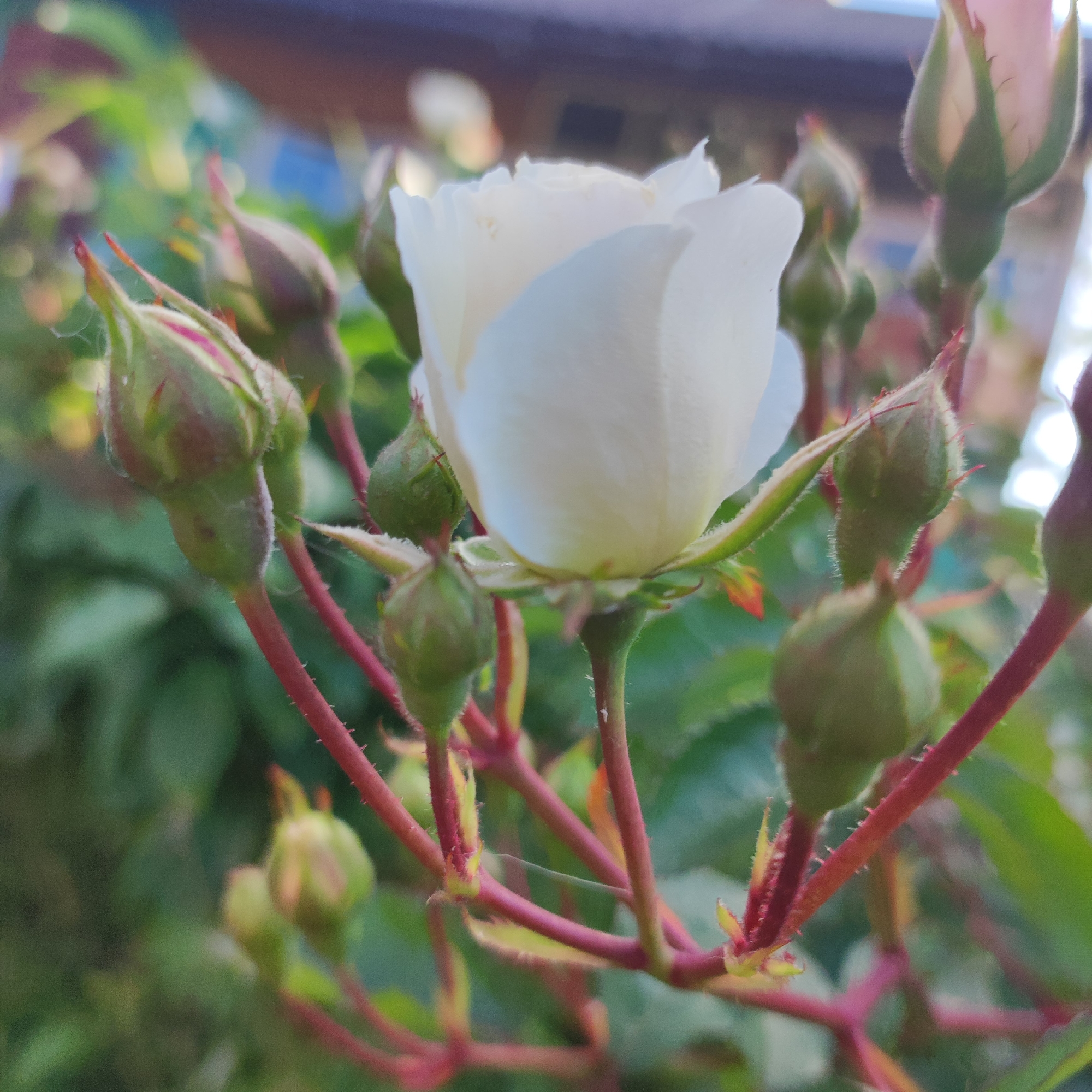 The image is a close-up, outdoor photograph of a cluster of white rose buds and one partially opened white rose. The rose is the central subject, with several green buds surrounding it. The stems are a reddish-pink color and appear to be covered in fine hairs. The background is out of focus, showing green foliage and hints of a building with a roof. The lighting suggests it is daytime, possibly late afternoon. There are no people or animals visible in the image. The scene appears to be in a garden setting. The location of Navoloki, Russia is not visually evident in the image.